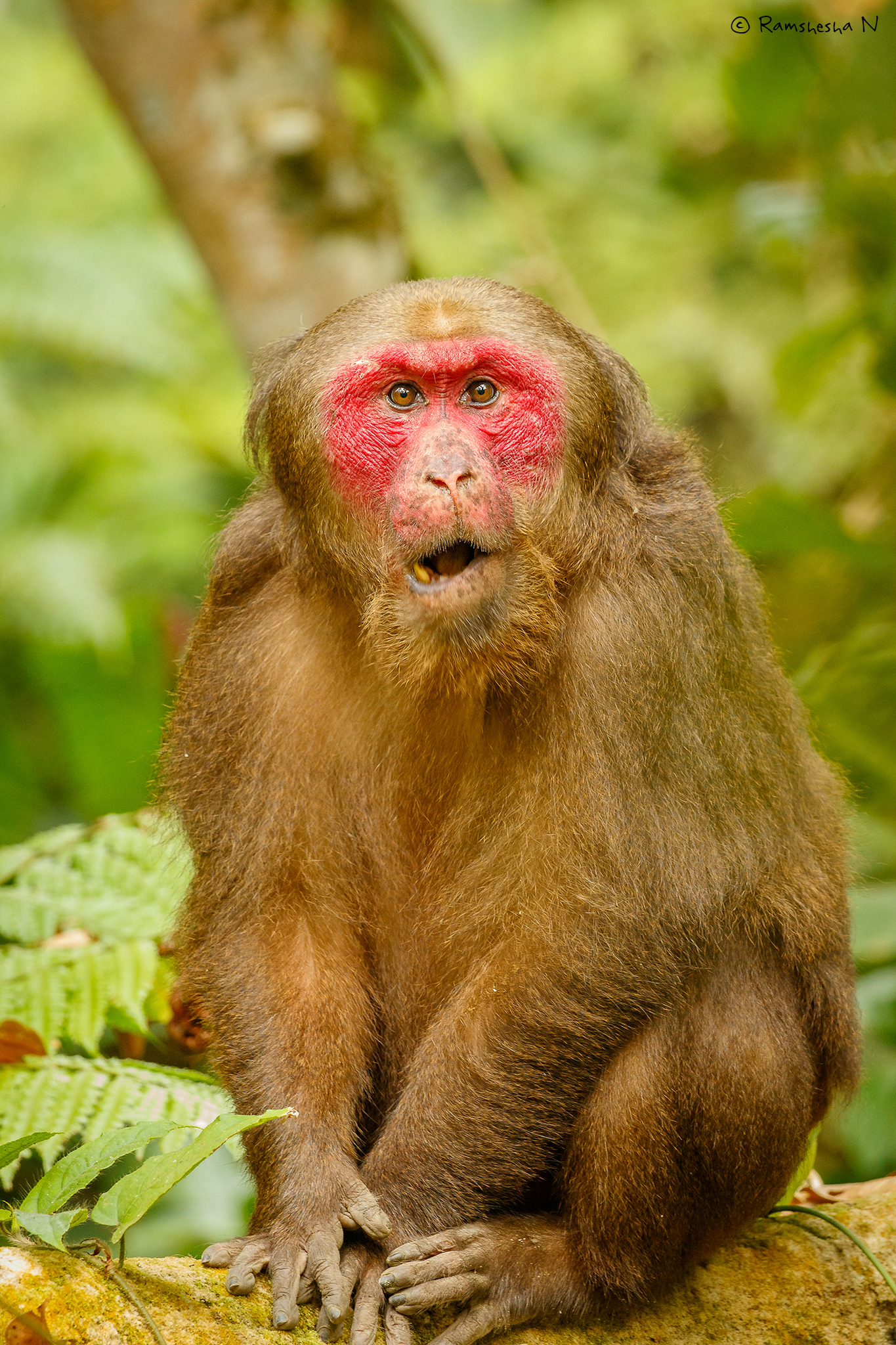 Stump tailed macaque from Hoollongapar