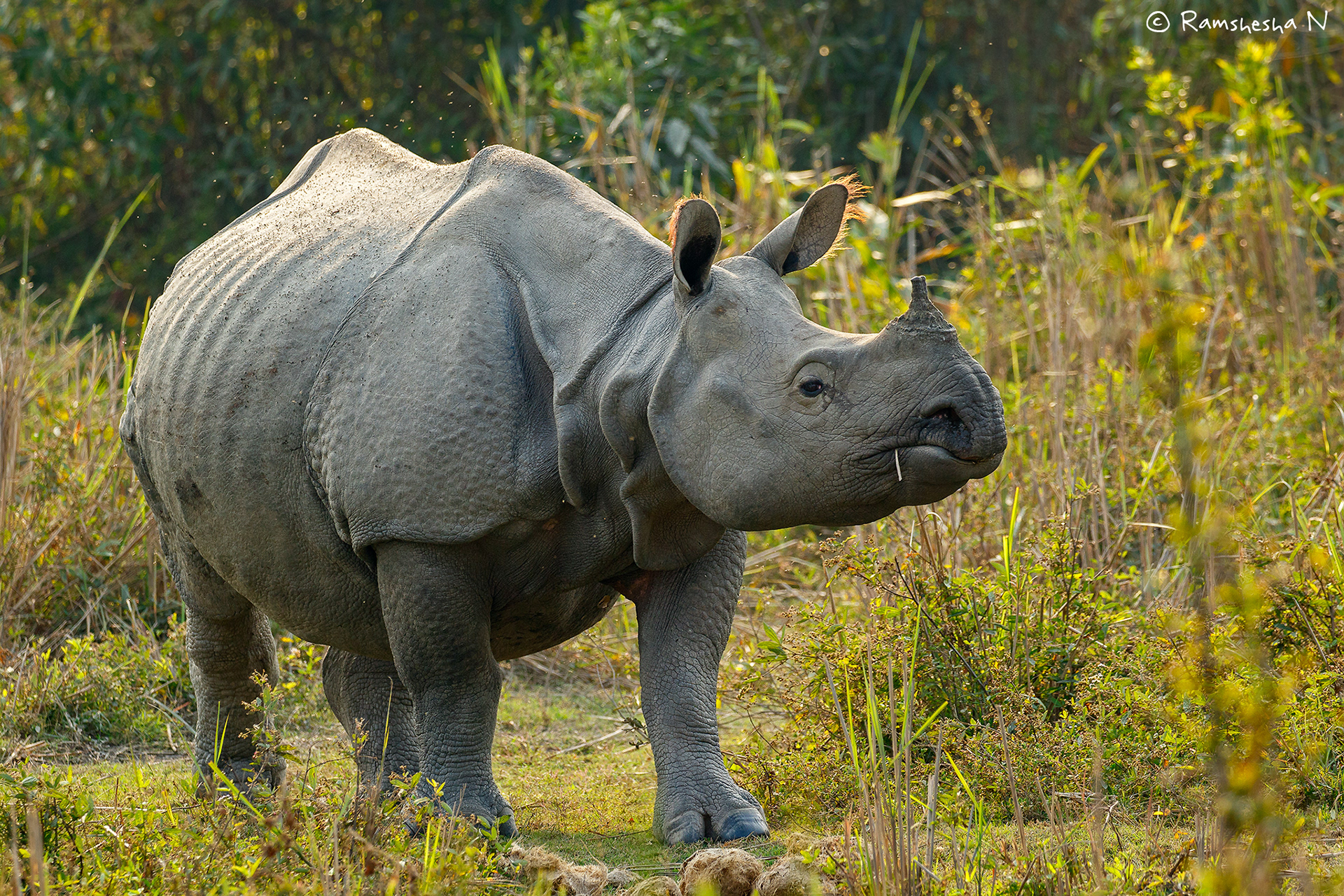 Rino from kaziranga