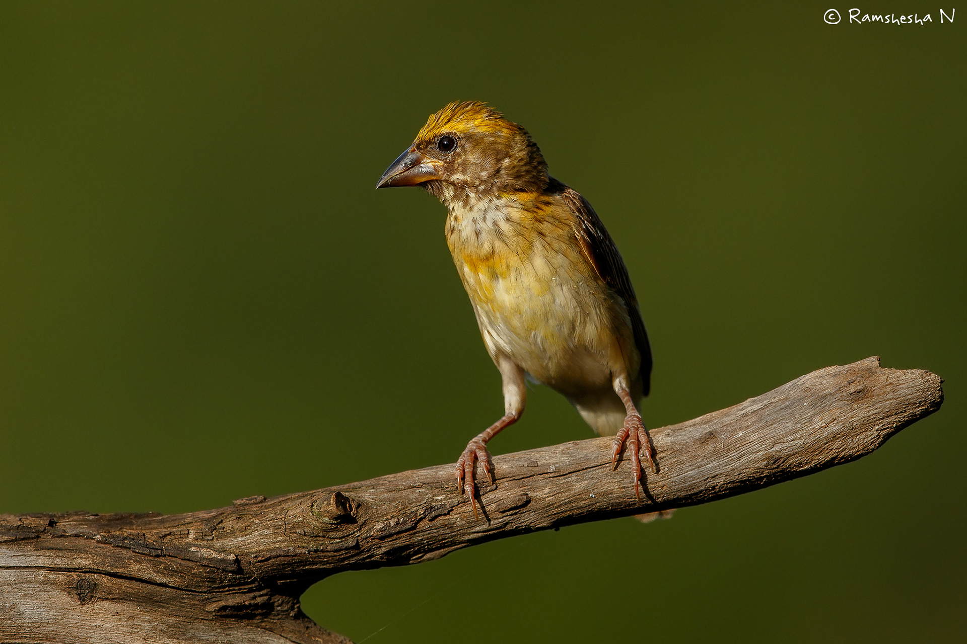 bay weaver from bangalore outskirts