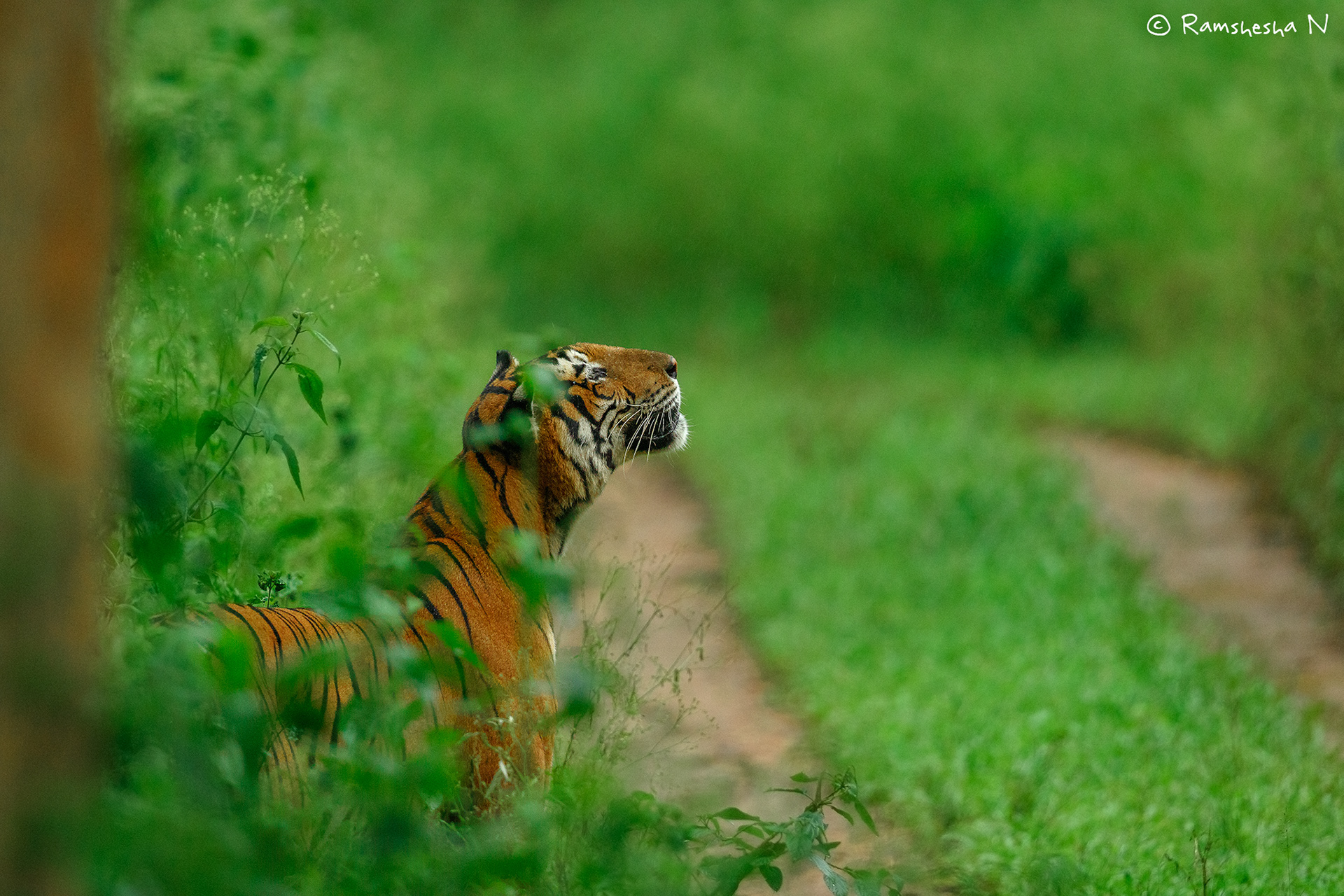 Tigress in monsoon from kabini