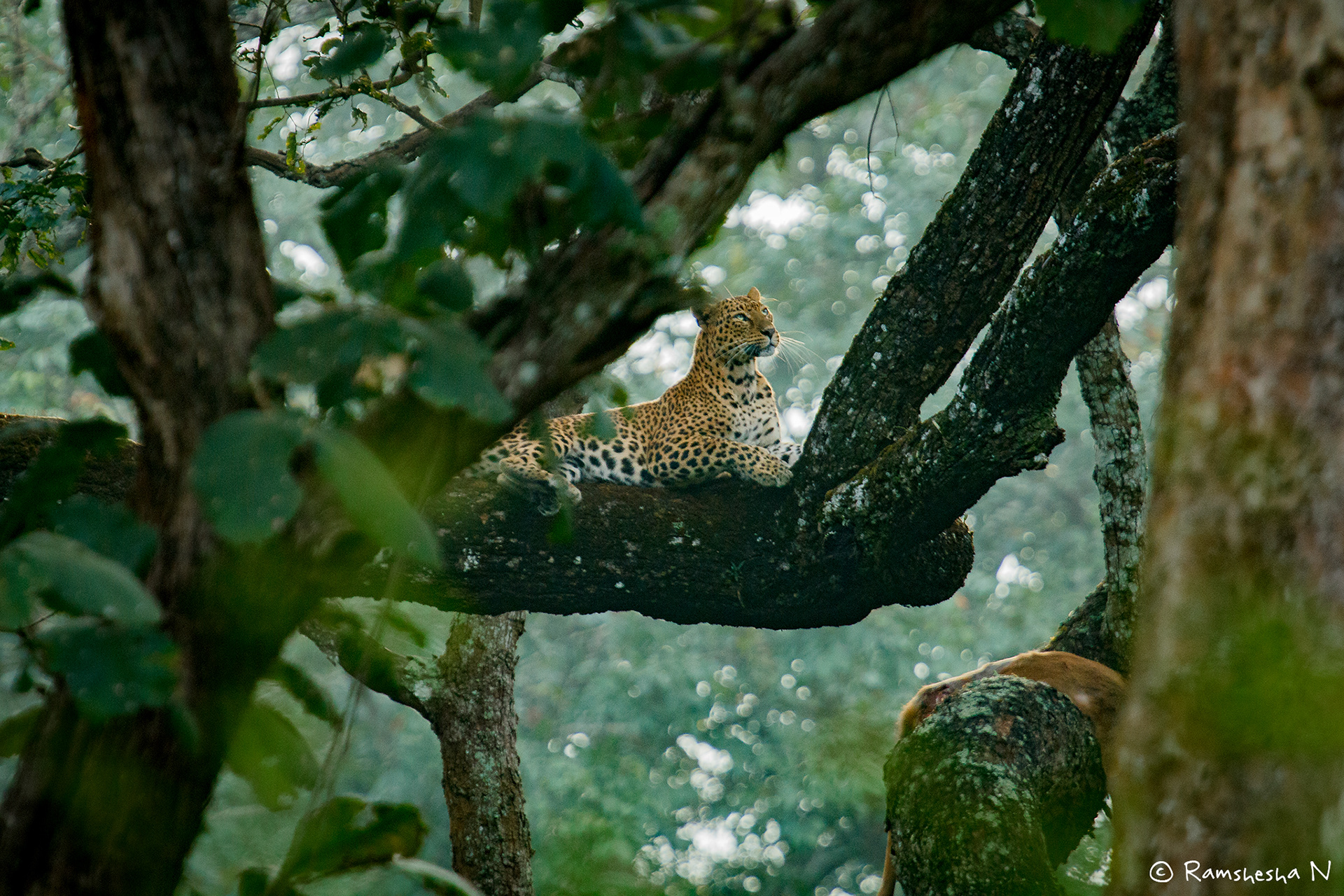 Leopard with kill from kabini