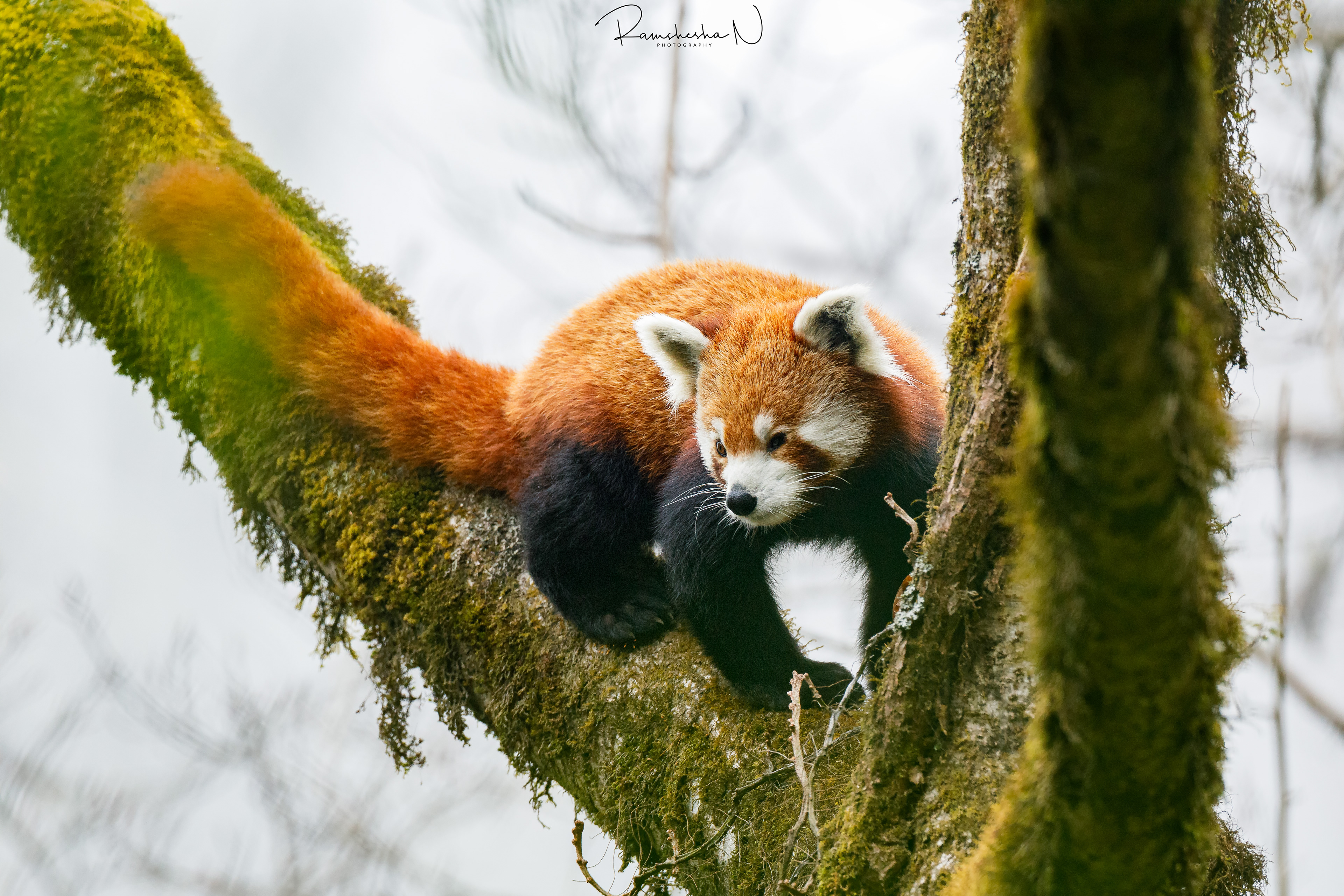 Red panda from singalila