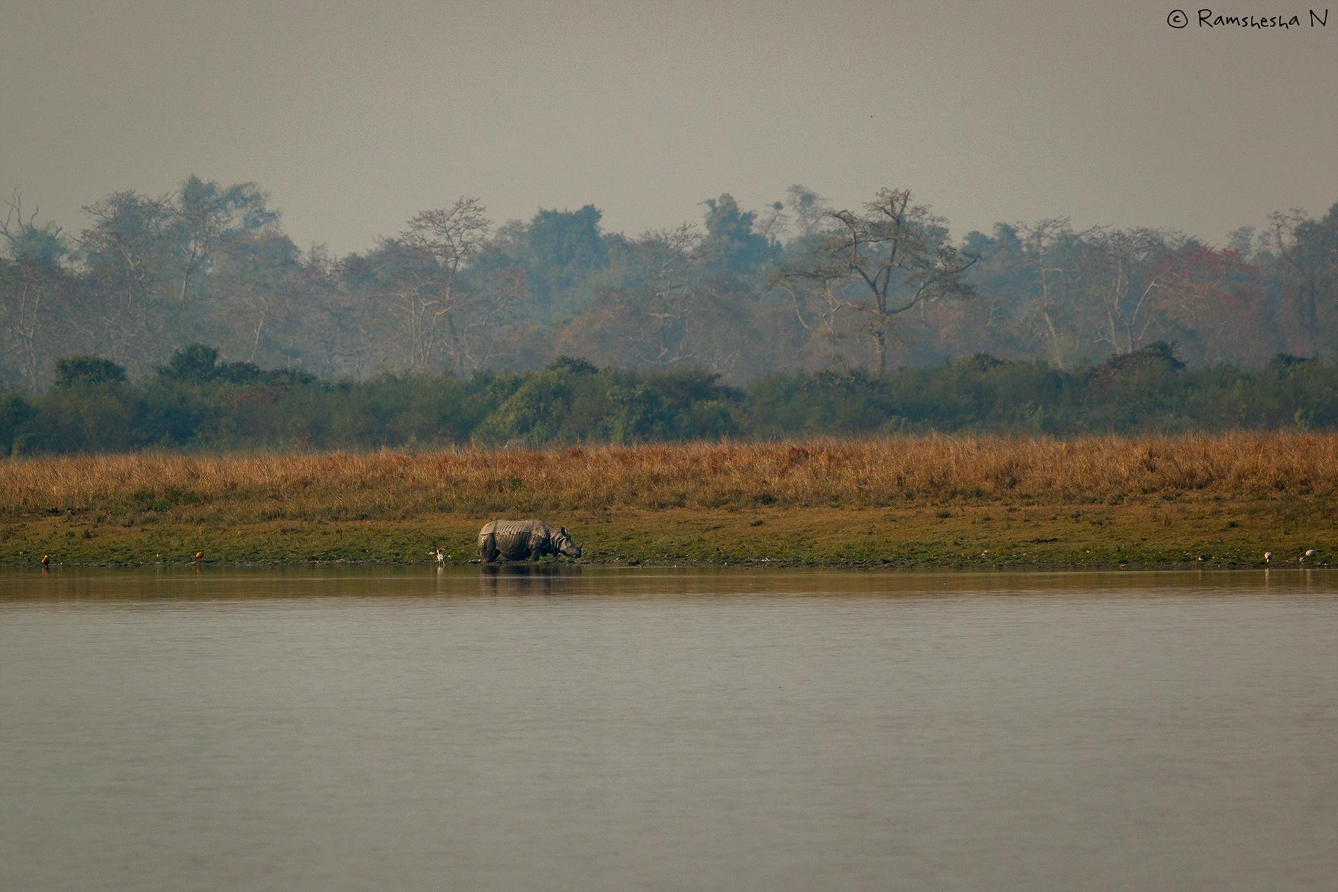 Rino habitat from kaziranga