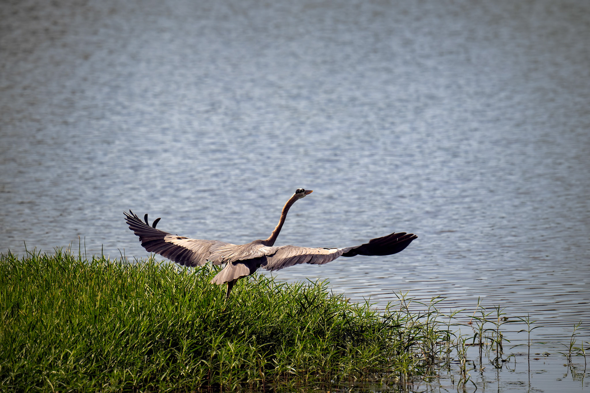 Blue Heron Takeoff