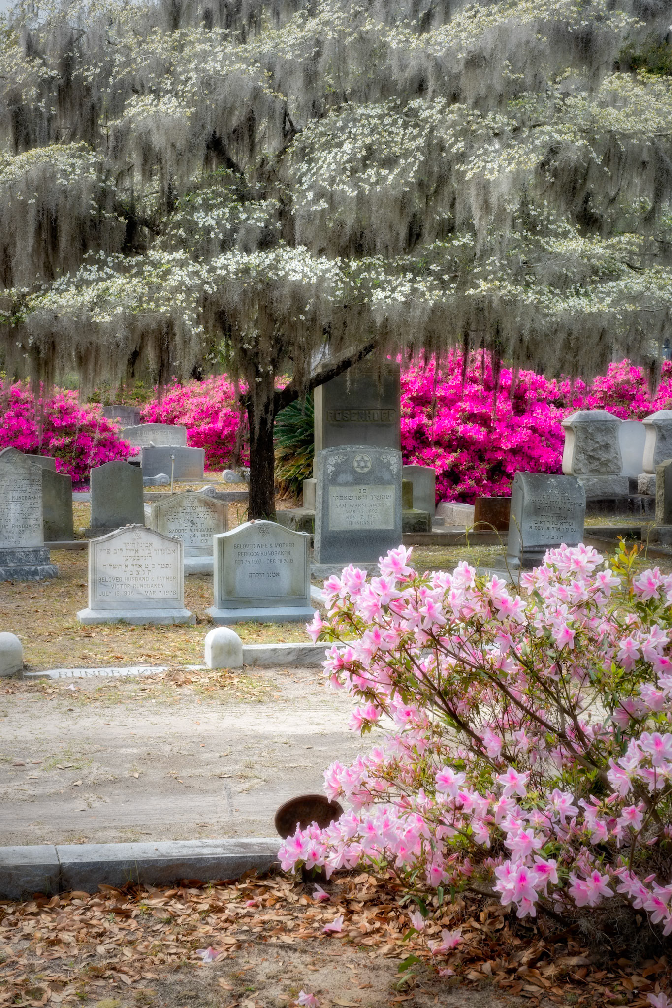 Bonaventure Cemetery