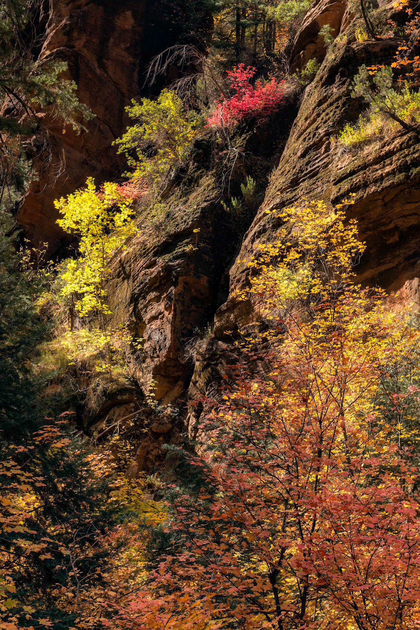Colors of Zion