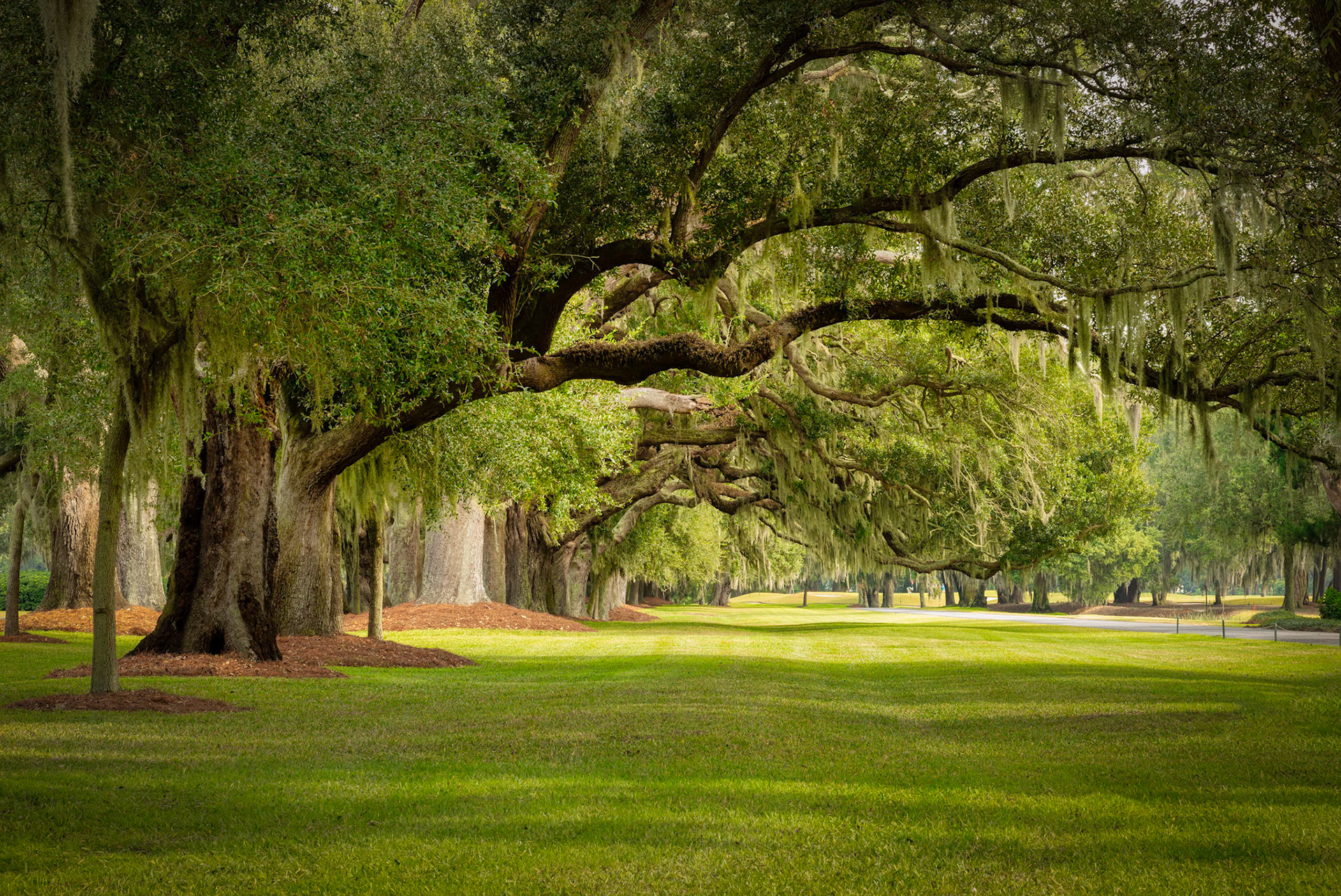 Avenue of the Oaks