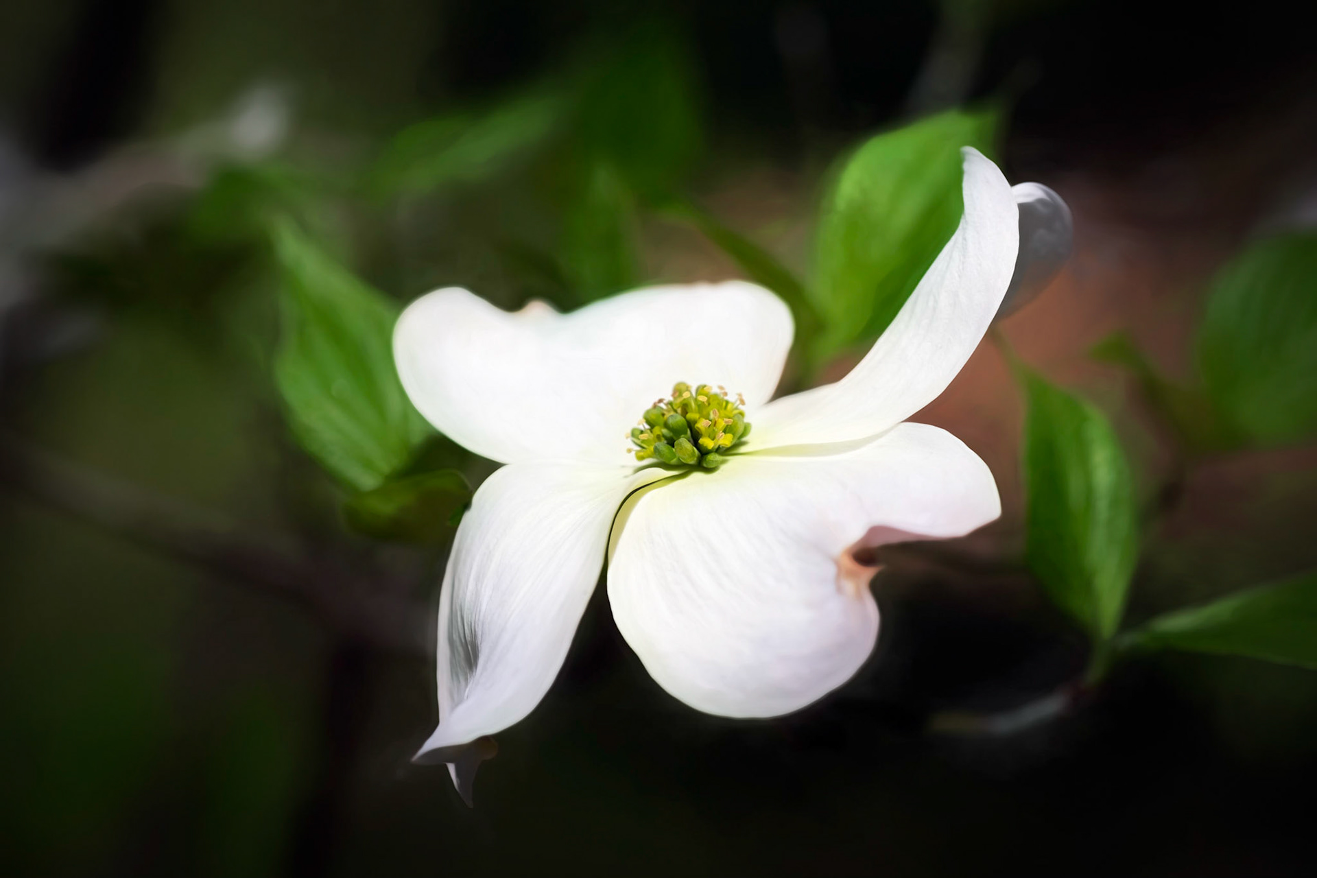The Bloom