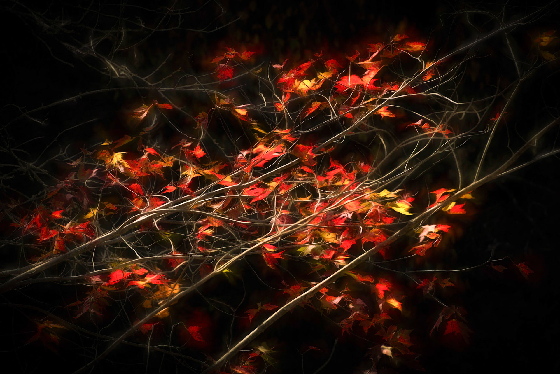 Glowing  Maple Leaves