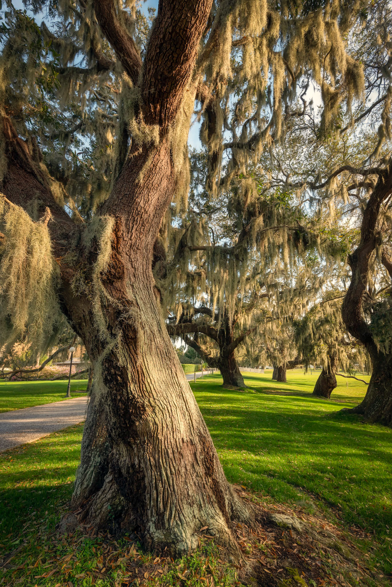 St Simons Oaks