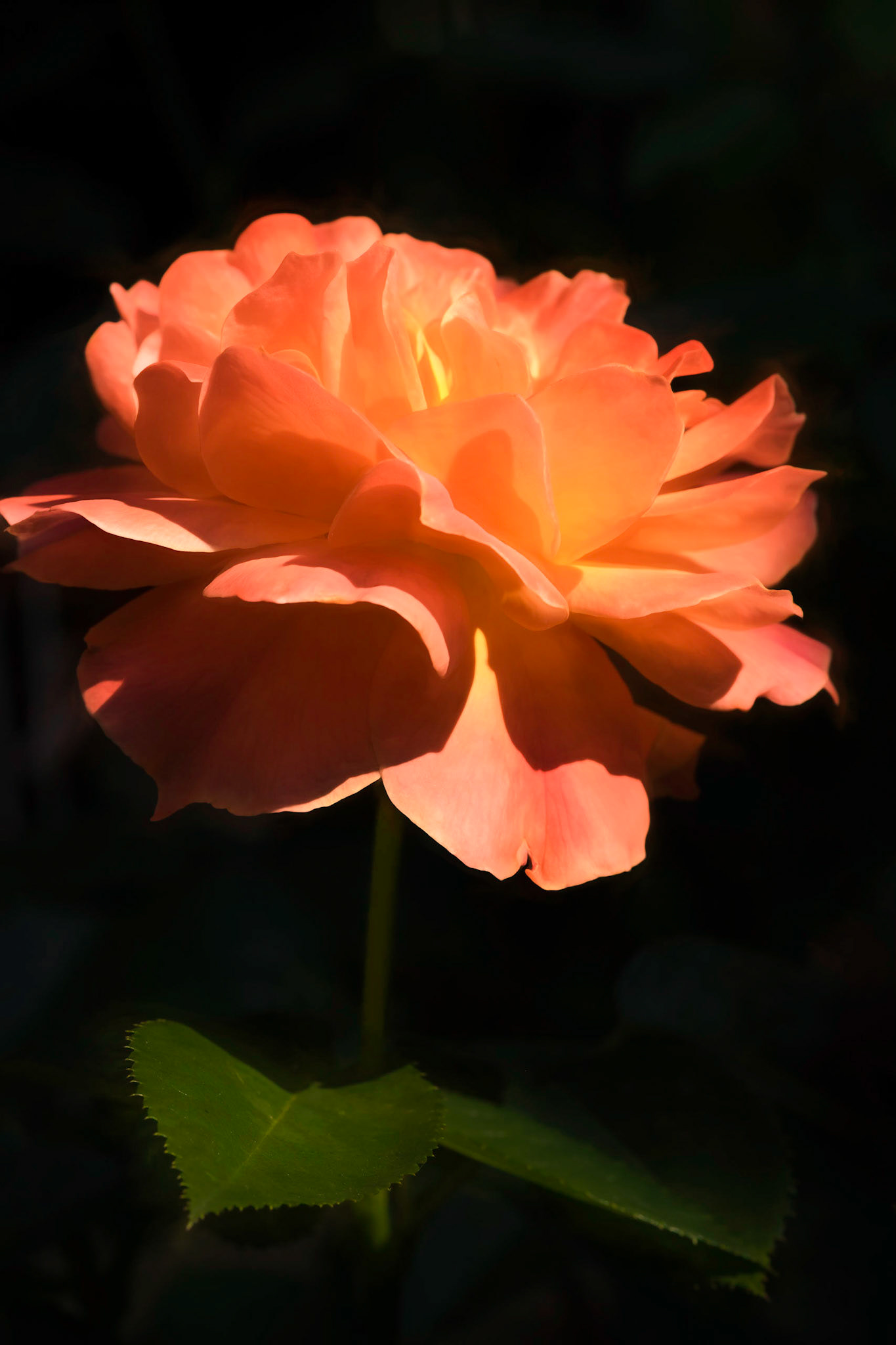 Glowing Rose