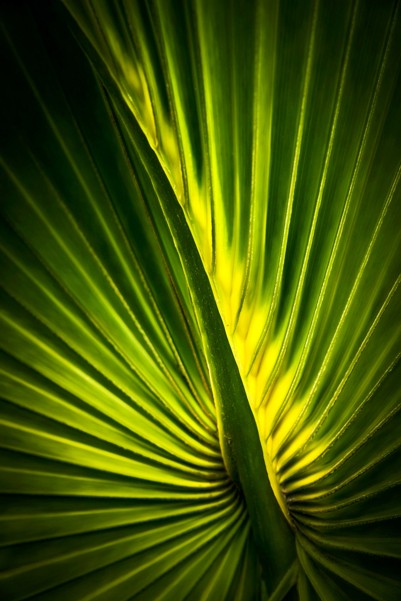 Glowing Palmetto Leaf