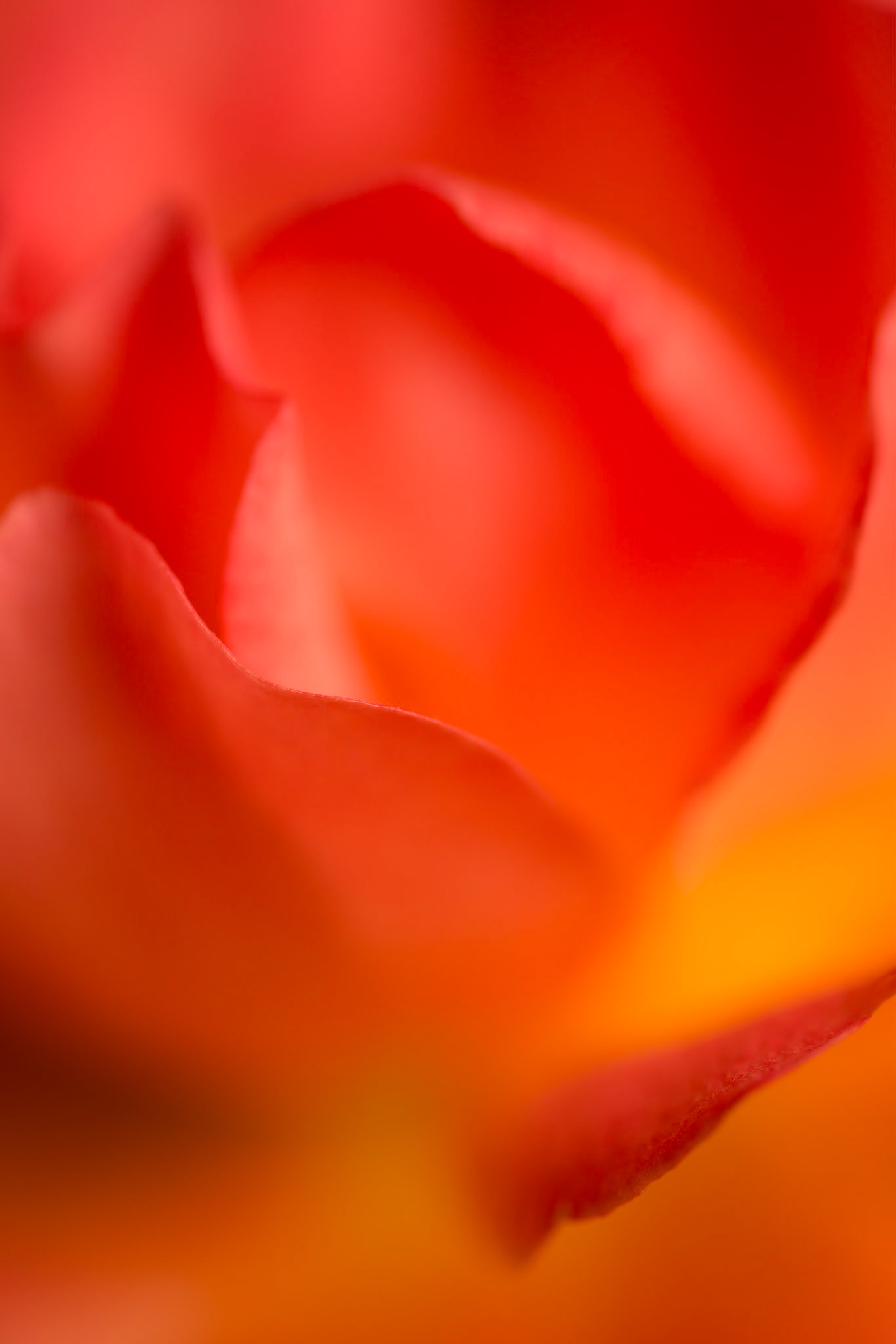 The Rose