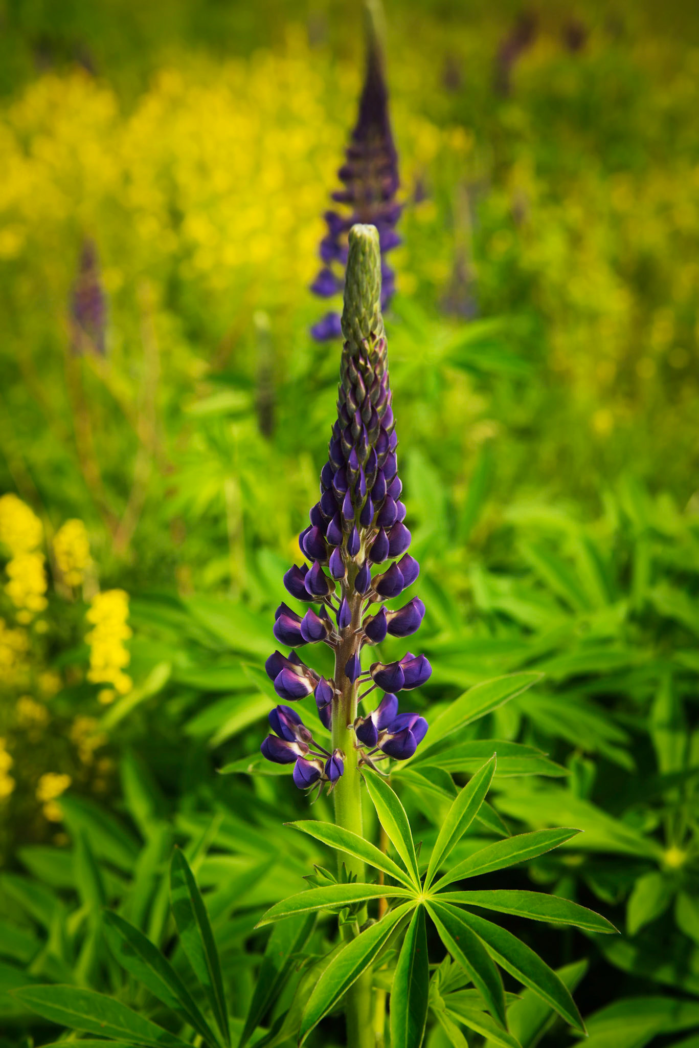 Lupine