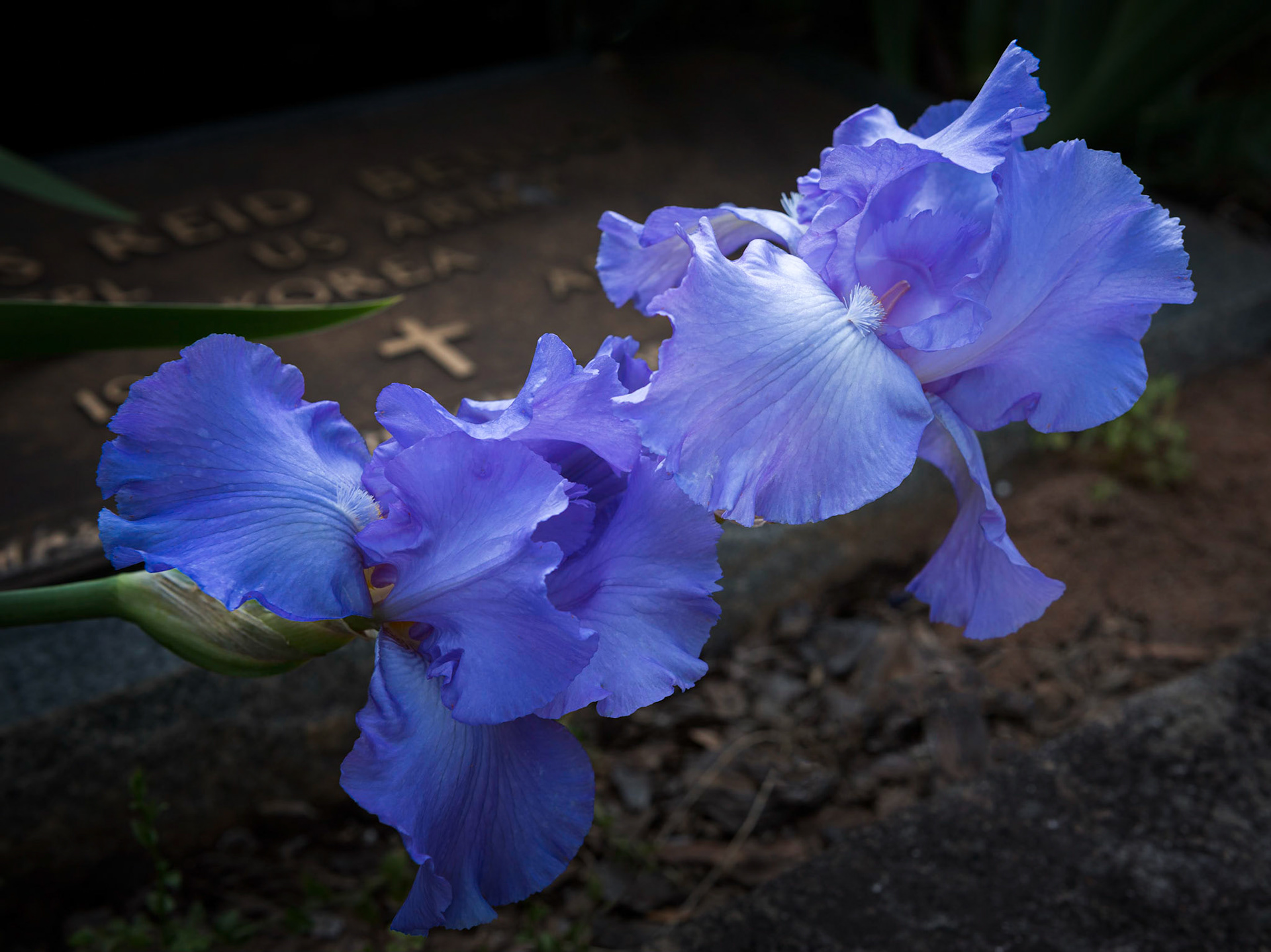 Iris in Oakland Cemetry