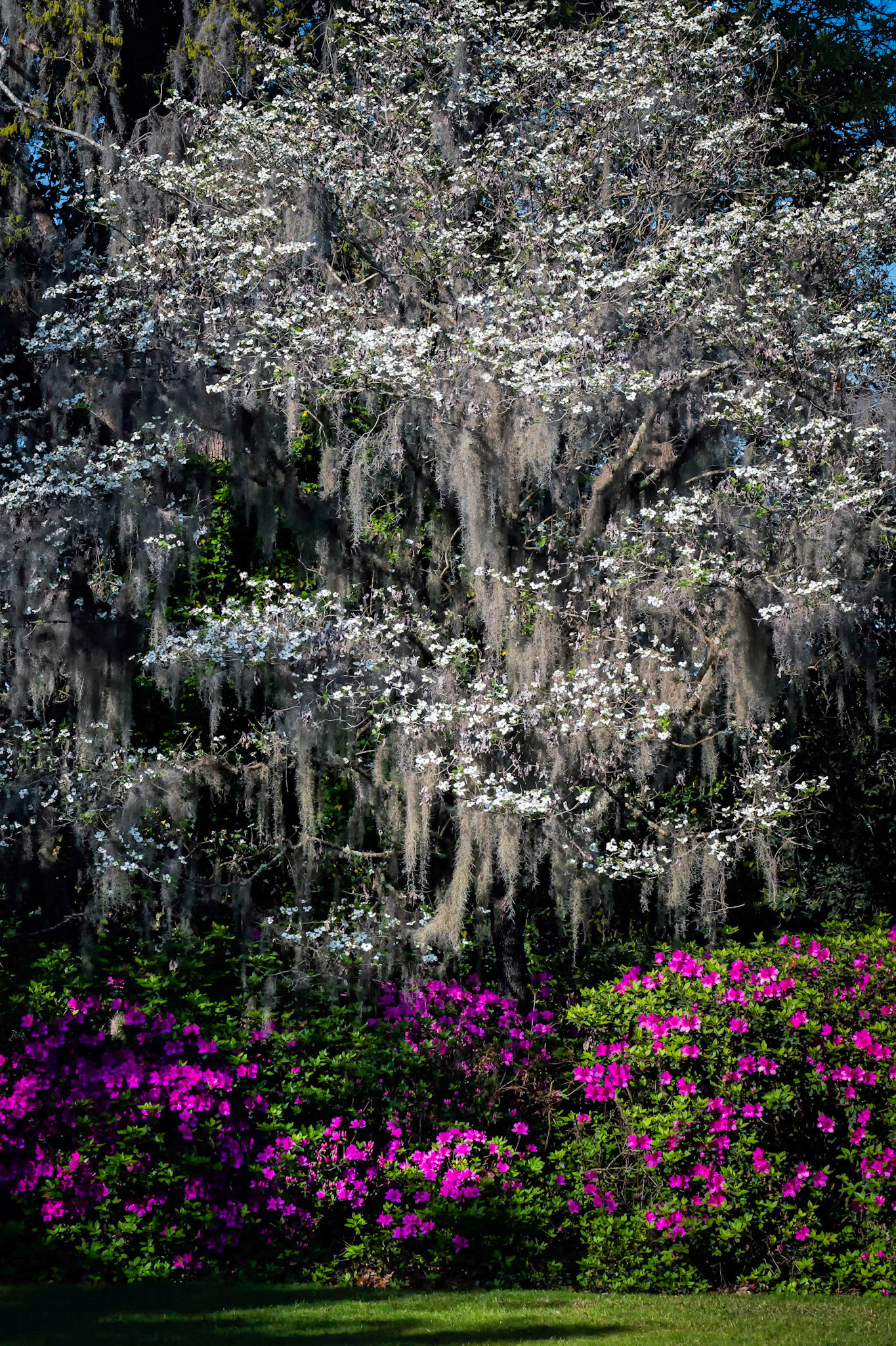 Azaleas &amp; Dogwoods