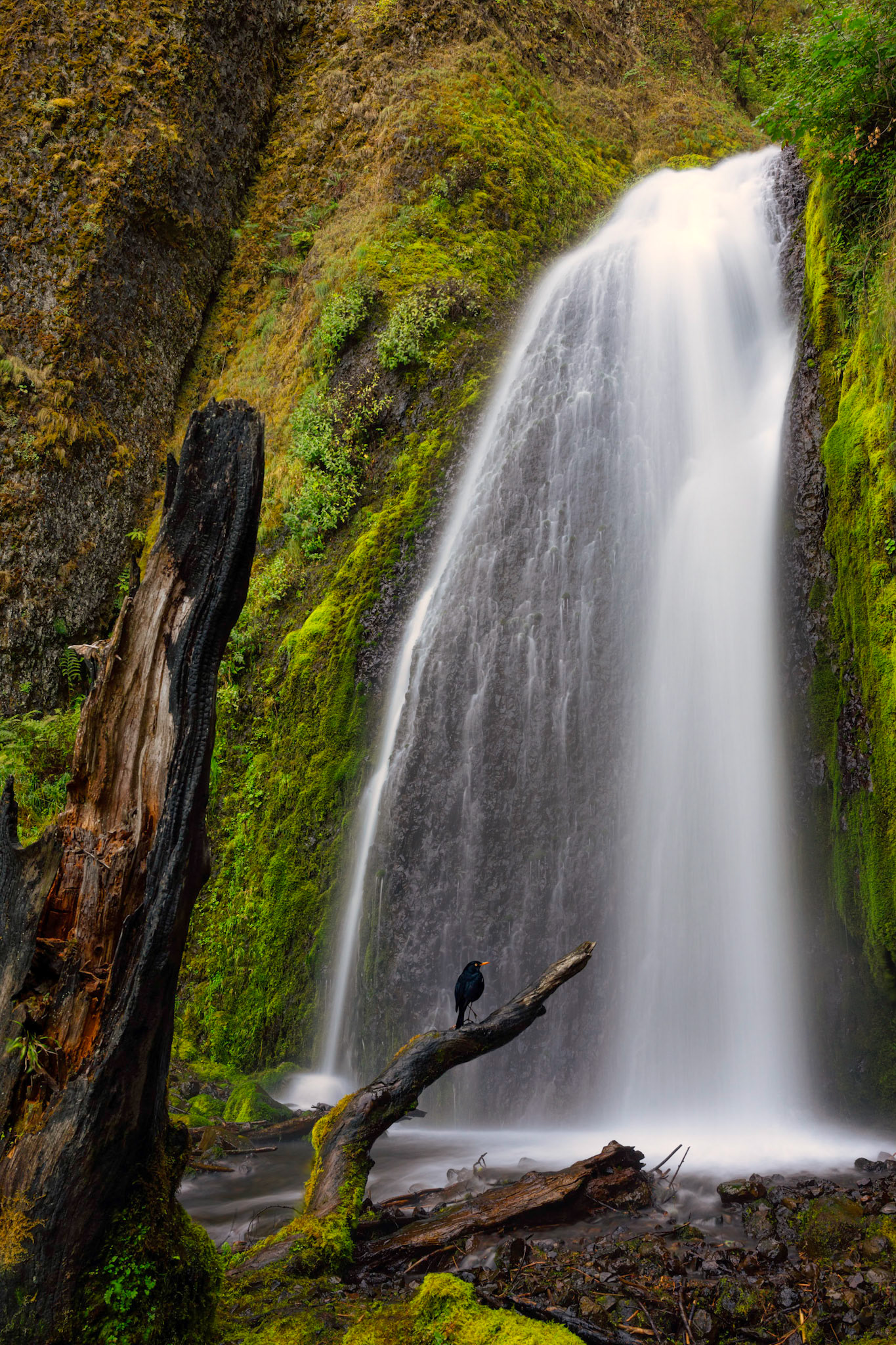 Wahkeena Falls