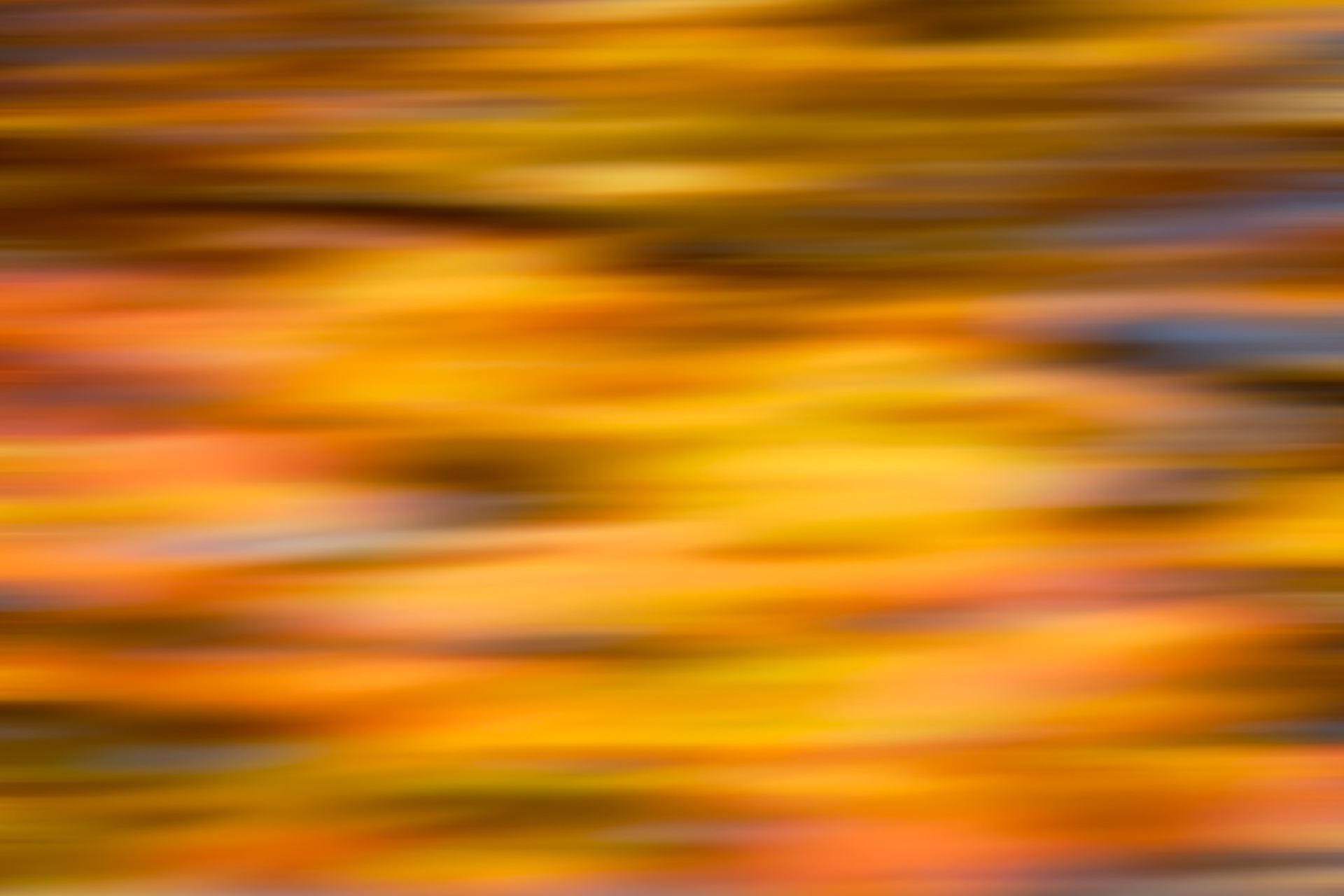 Colorful Maple Leaves