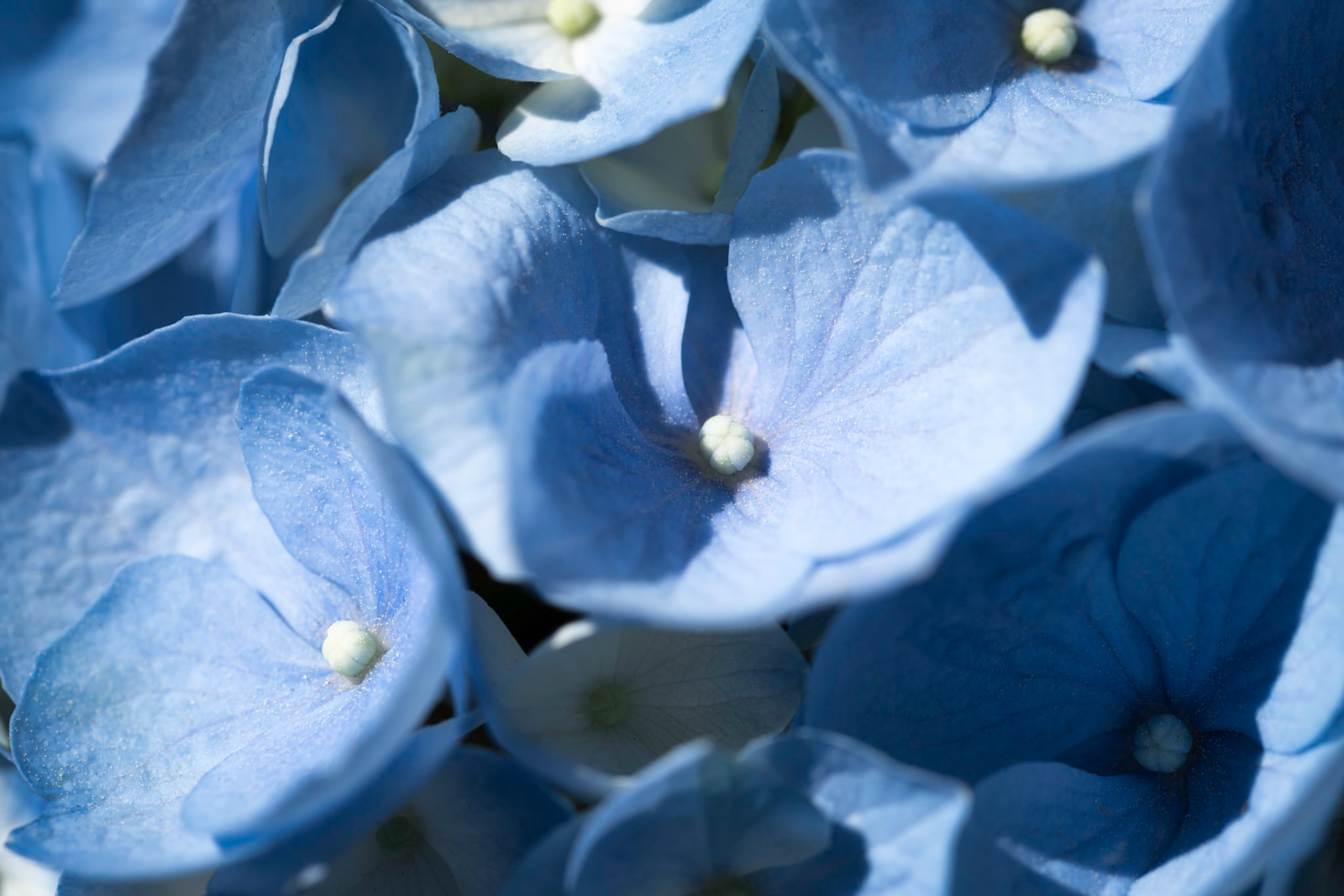 Blue Hydranger