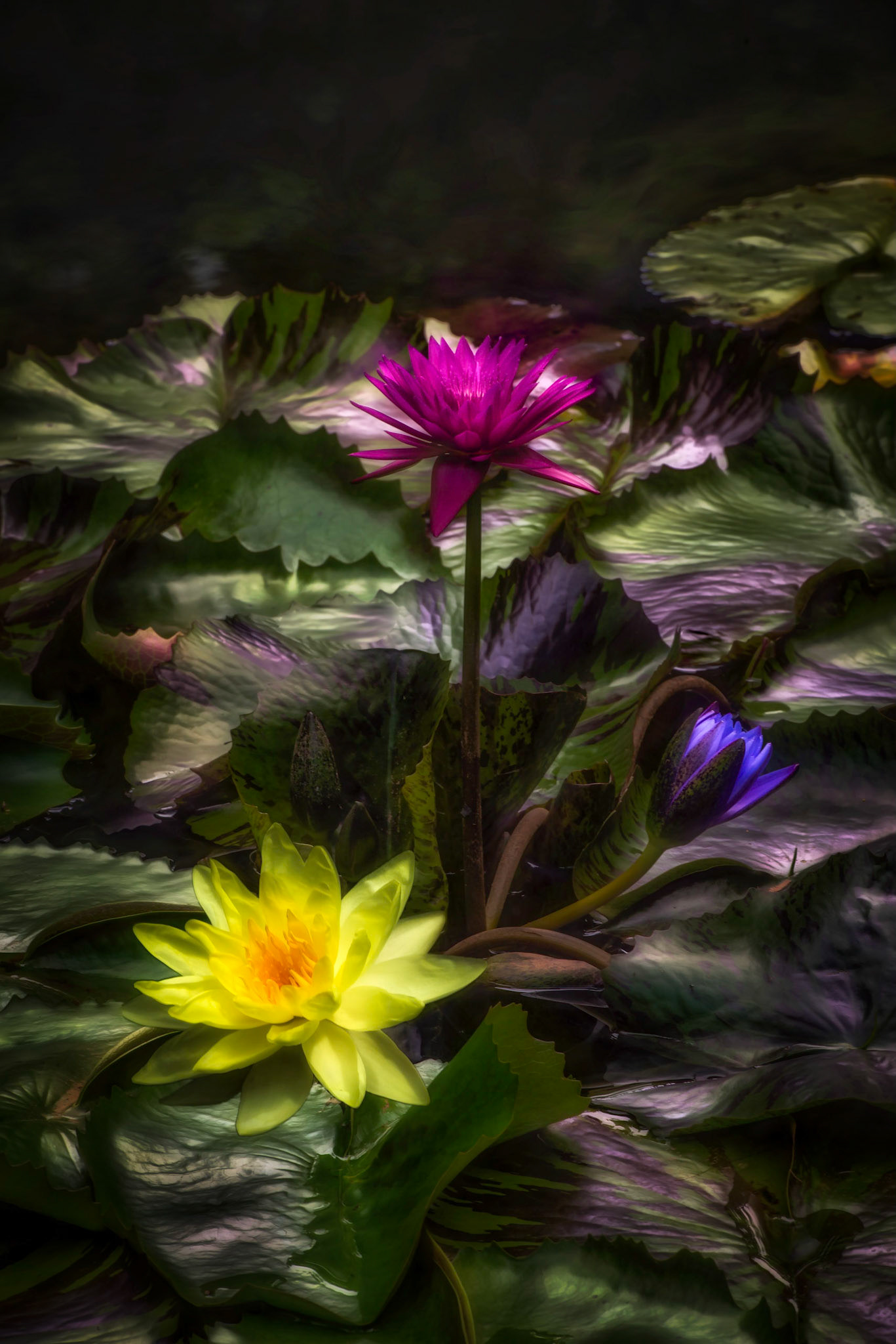 Rainbow Lillies