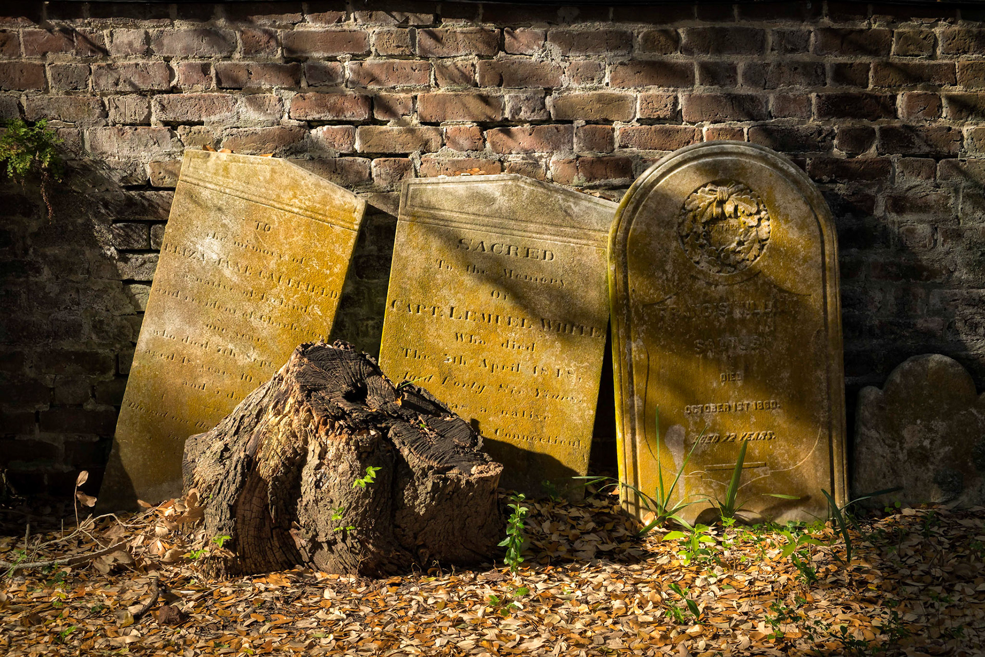 Dappled Light Charleston Cemetery