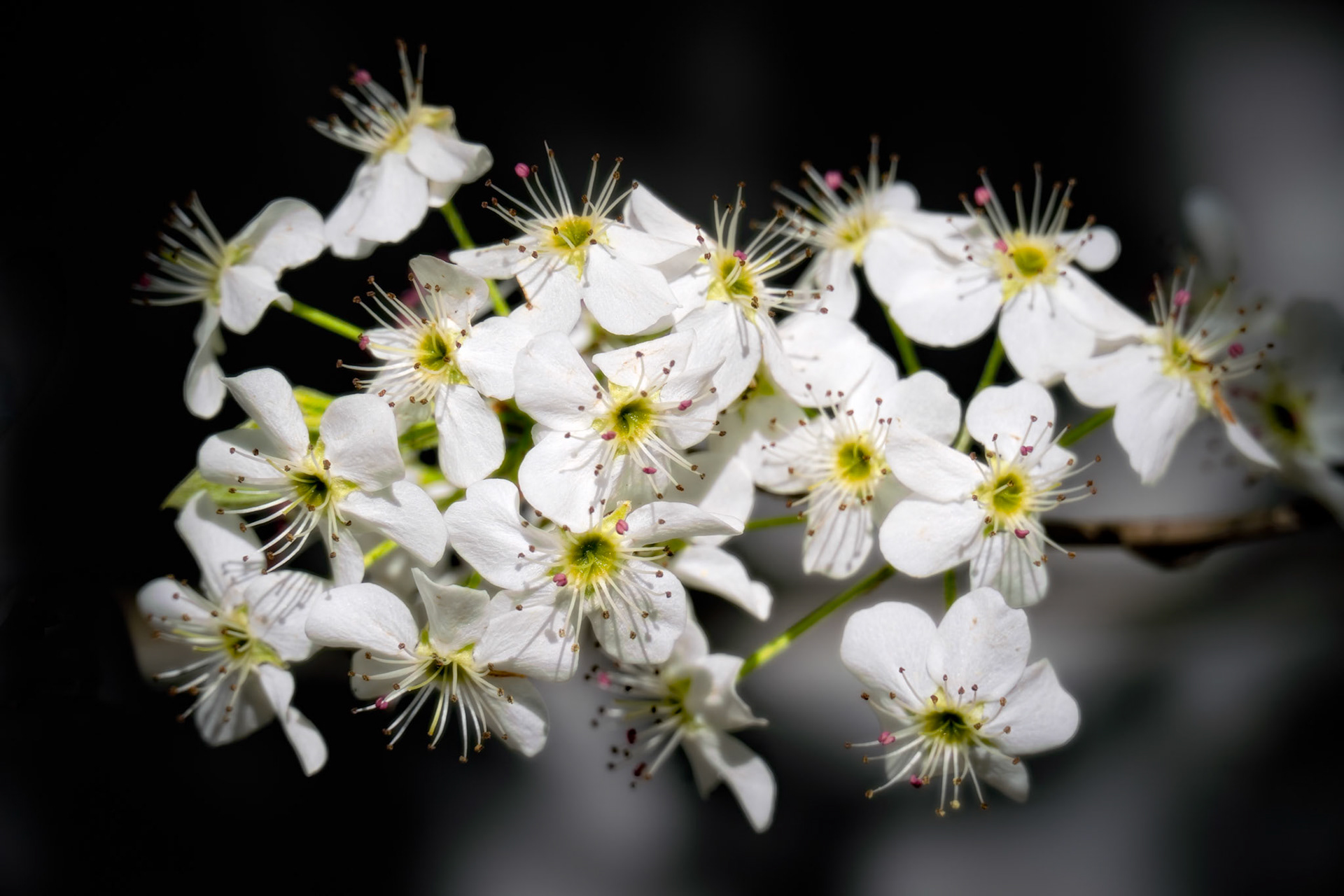 Bradford Pear Bloom