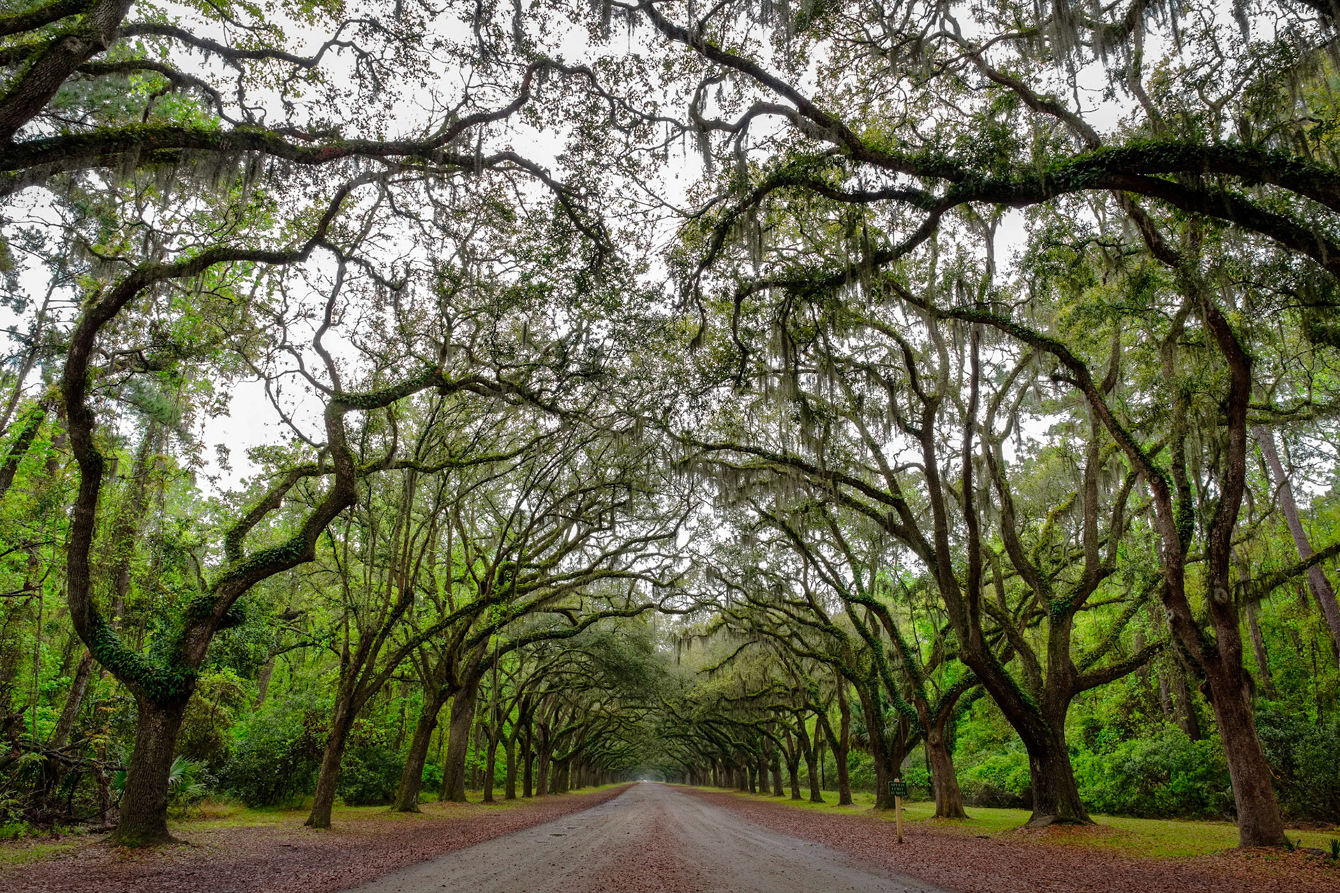 Old Oak Trees line Driveway to the Wormsloe Plantation