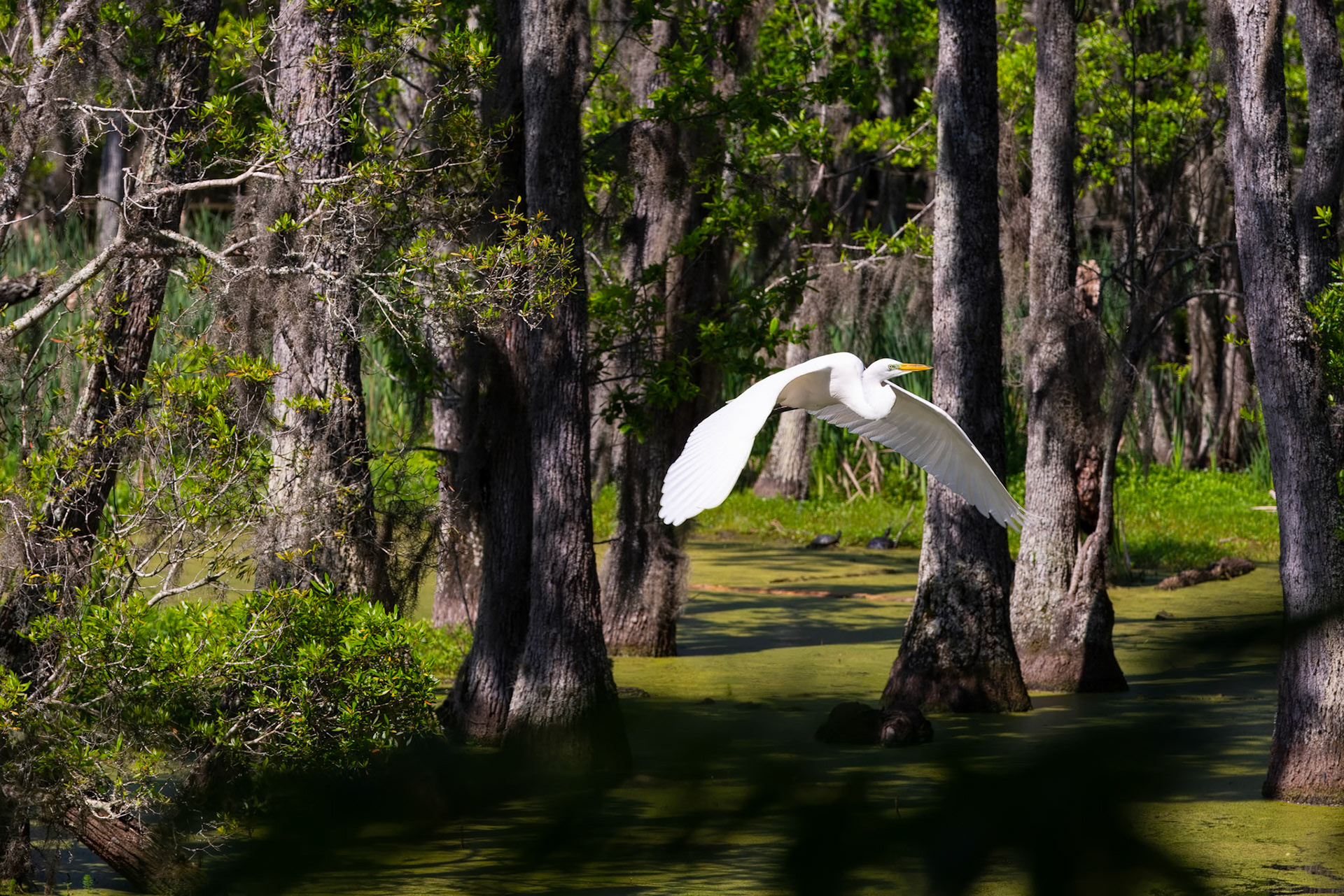 Swamp Flight
