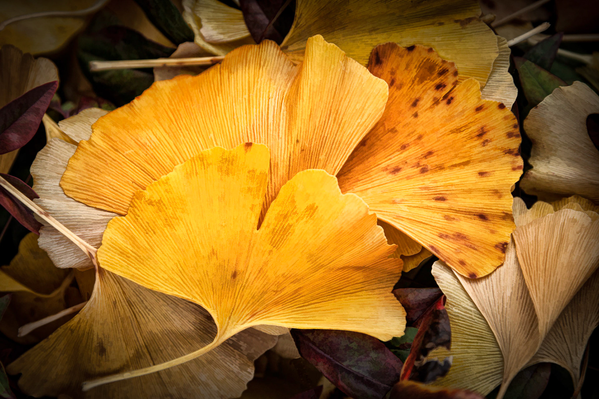 Fall Leaves Abstract