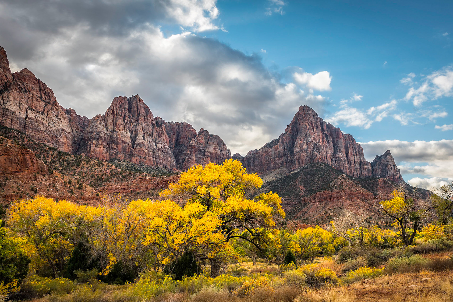 Golden Cottonwoods with The Watchman in Background