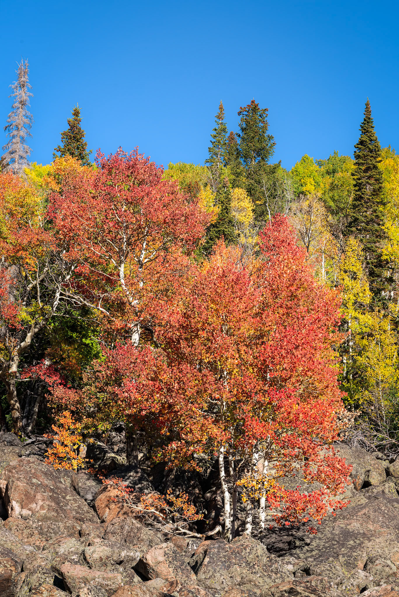 RMNP Fall Color