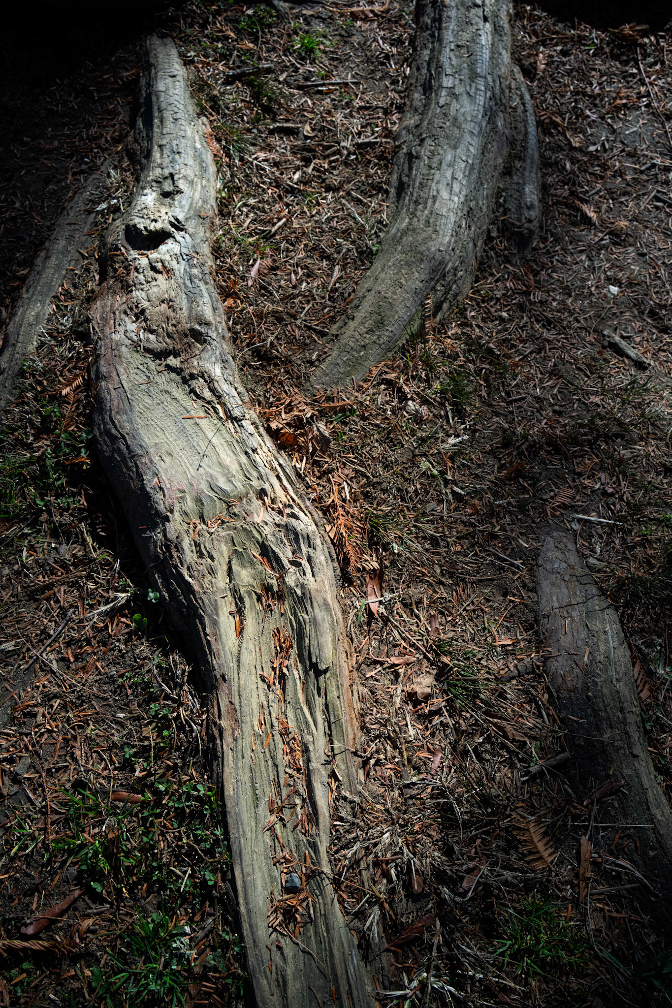 Root Art