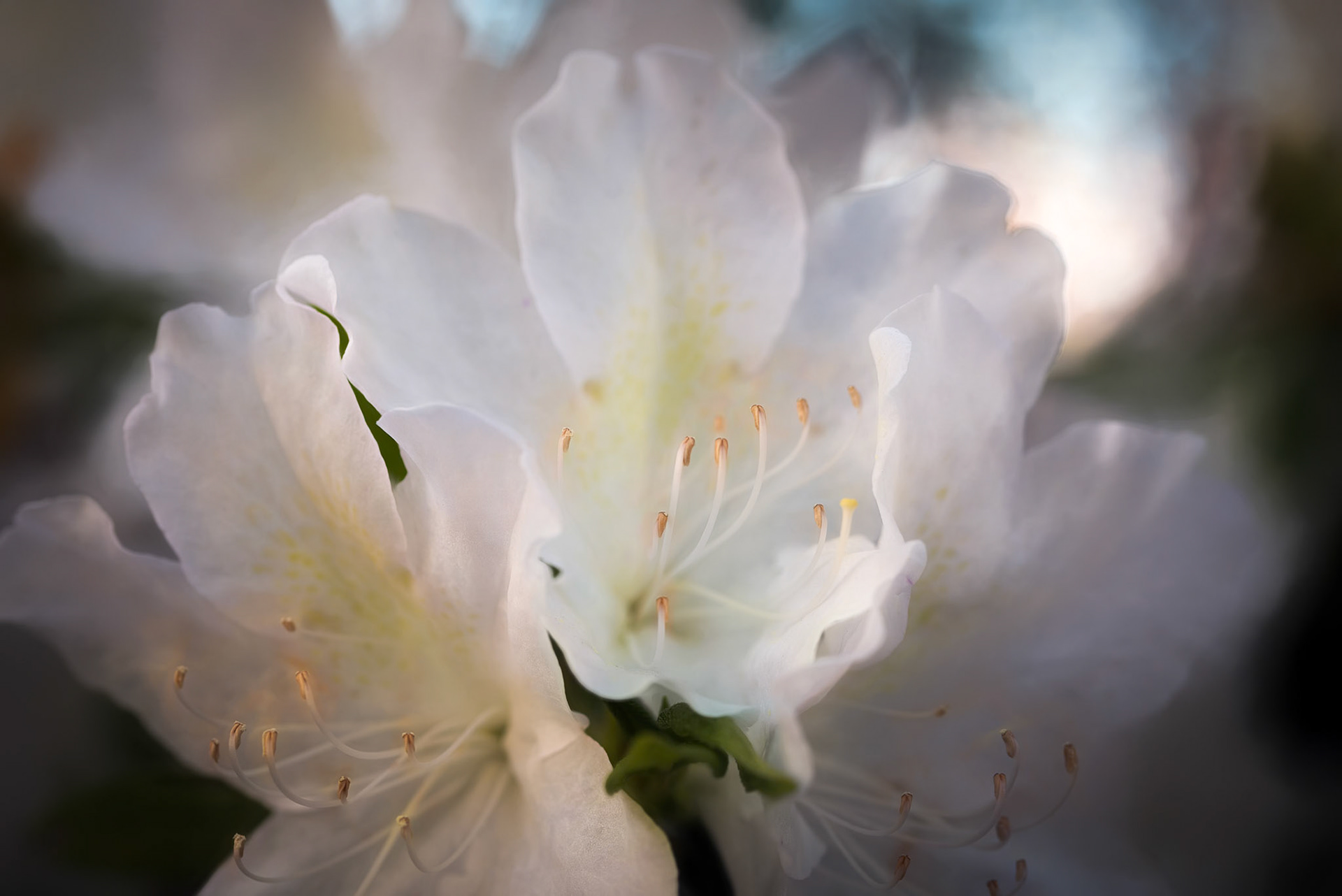Azalea Blooms