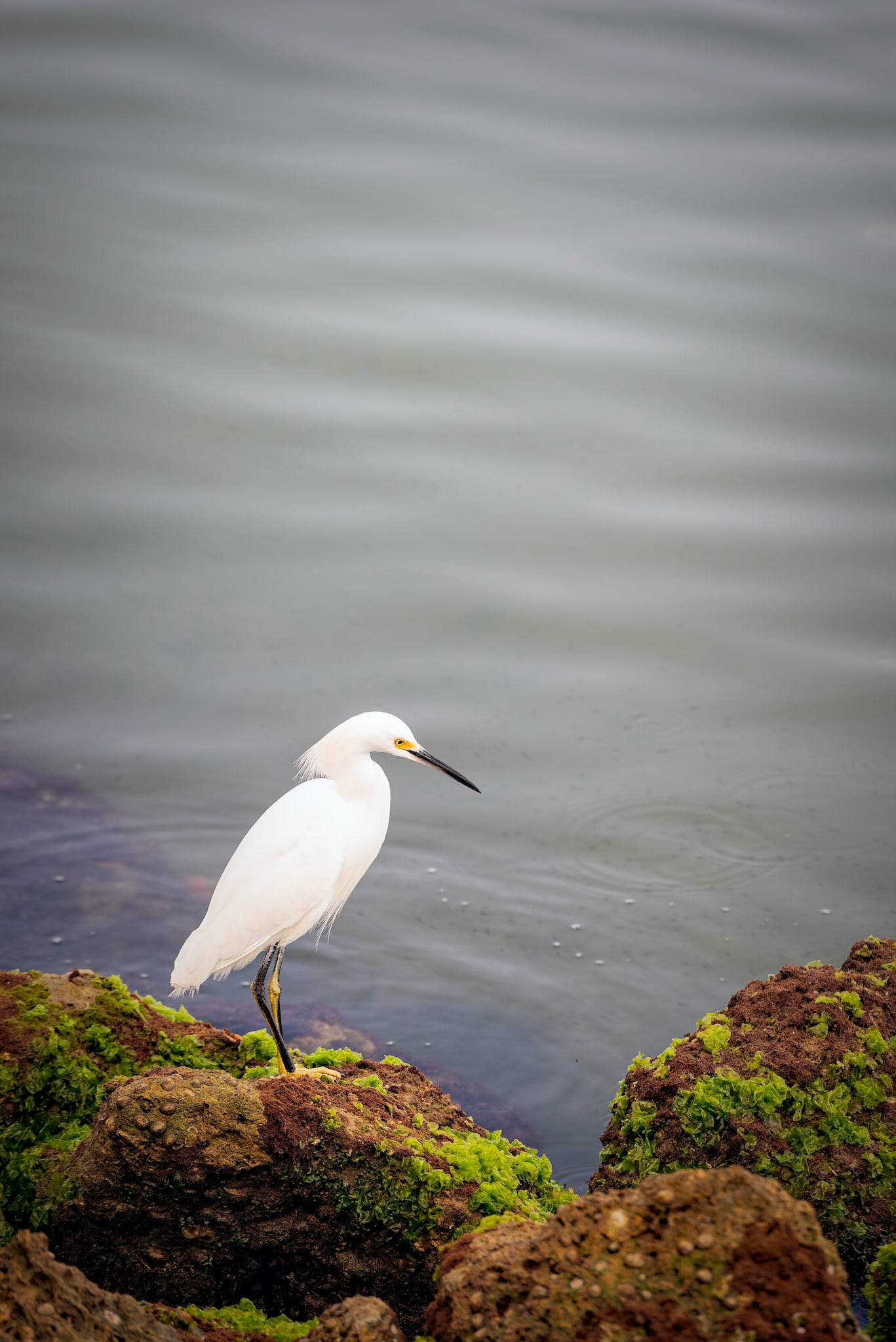 Egret