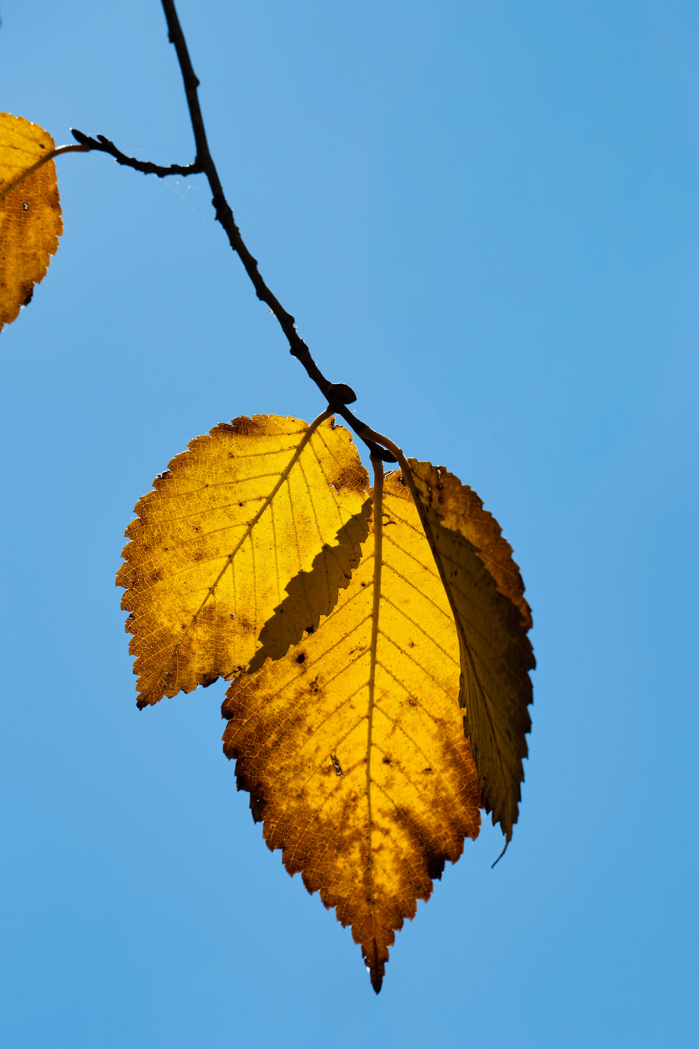 The Golden Leaf