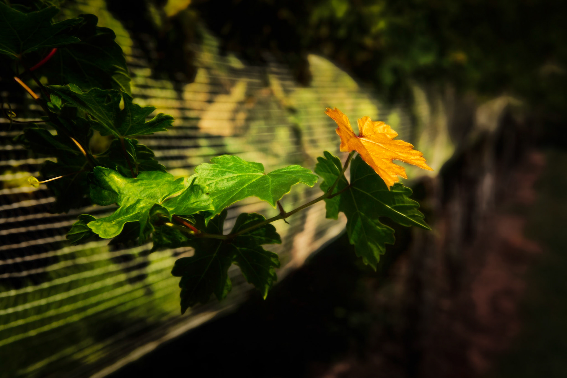 Vine View