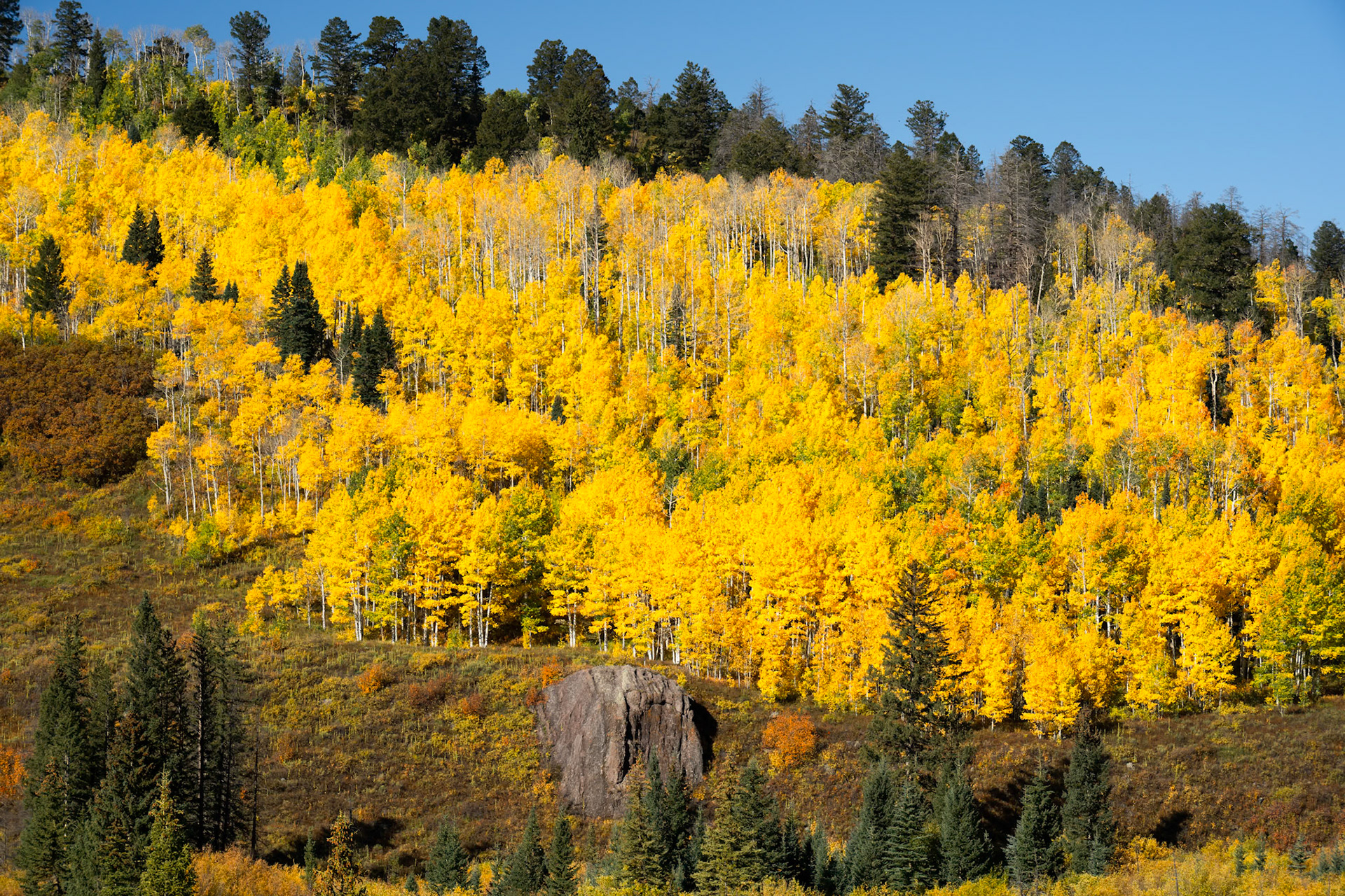 Colorful Aspen Grove