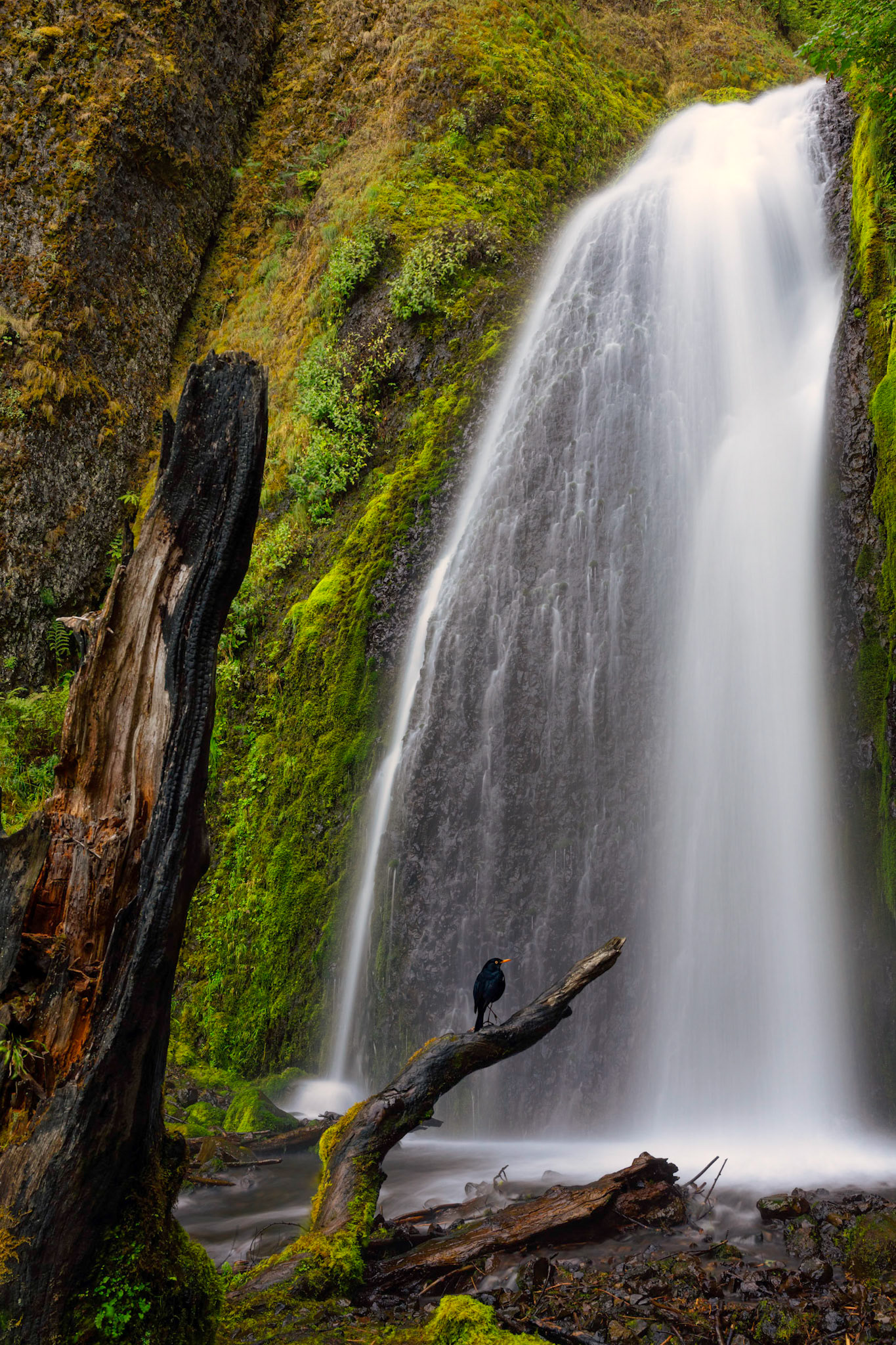 Wahkeena Falls
