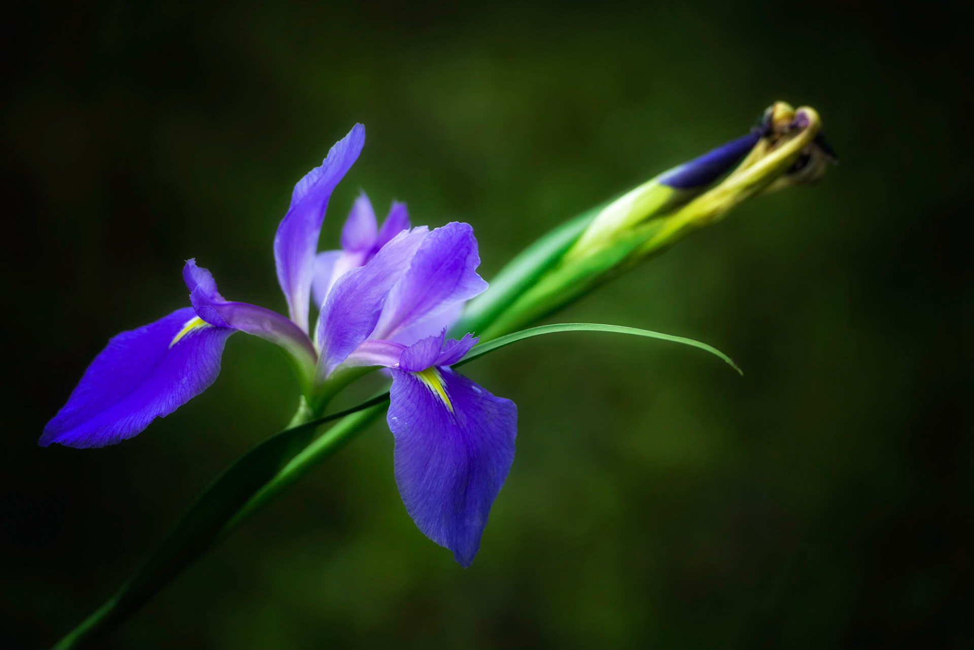 Purplr Iris