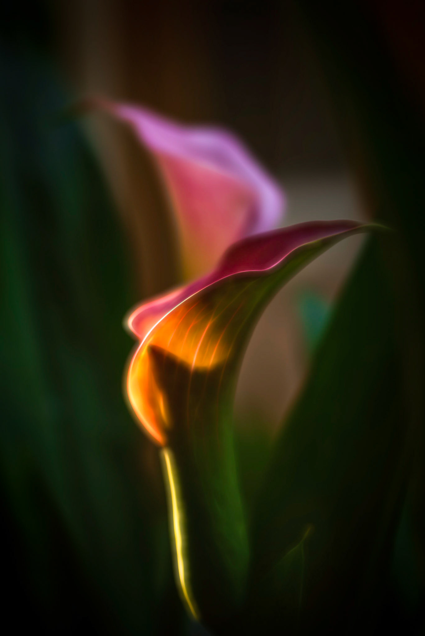 Mornings Fist Light