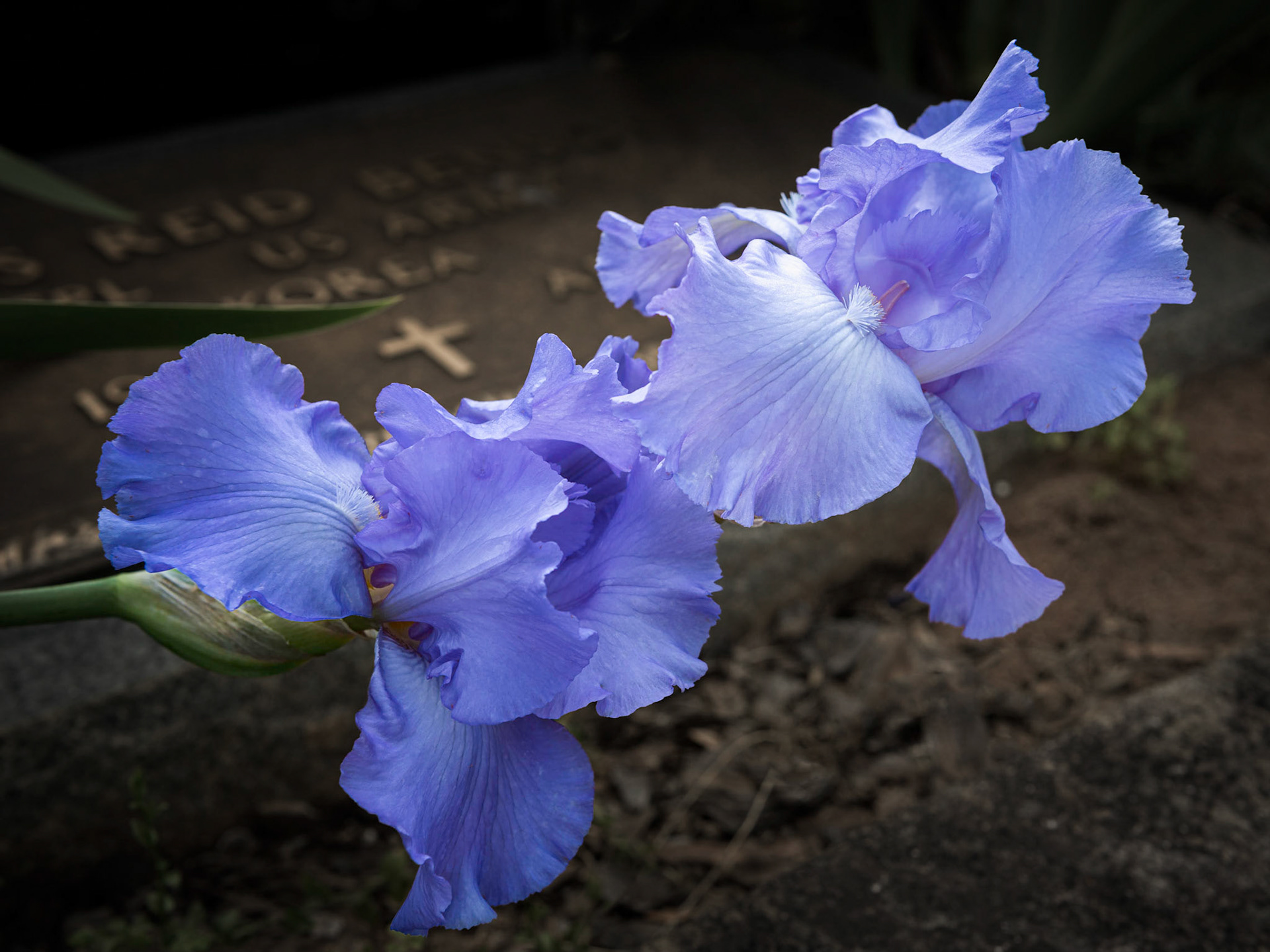 Iris in Oakland Cemetry