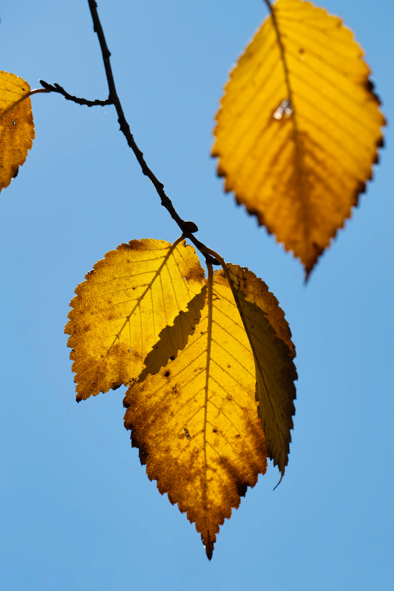 The Golden Leaf