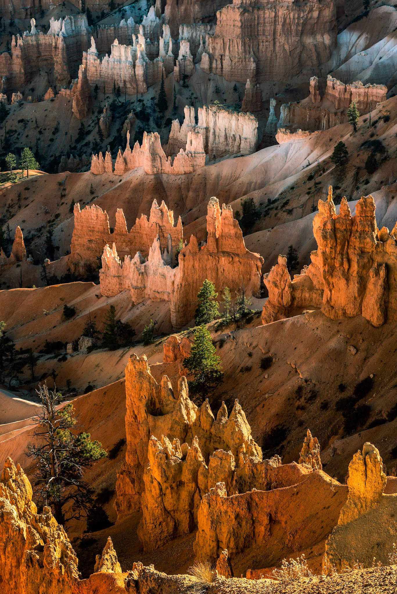 Glowing HooDoos Bryce Canyon