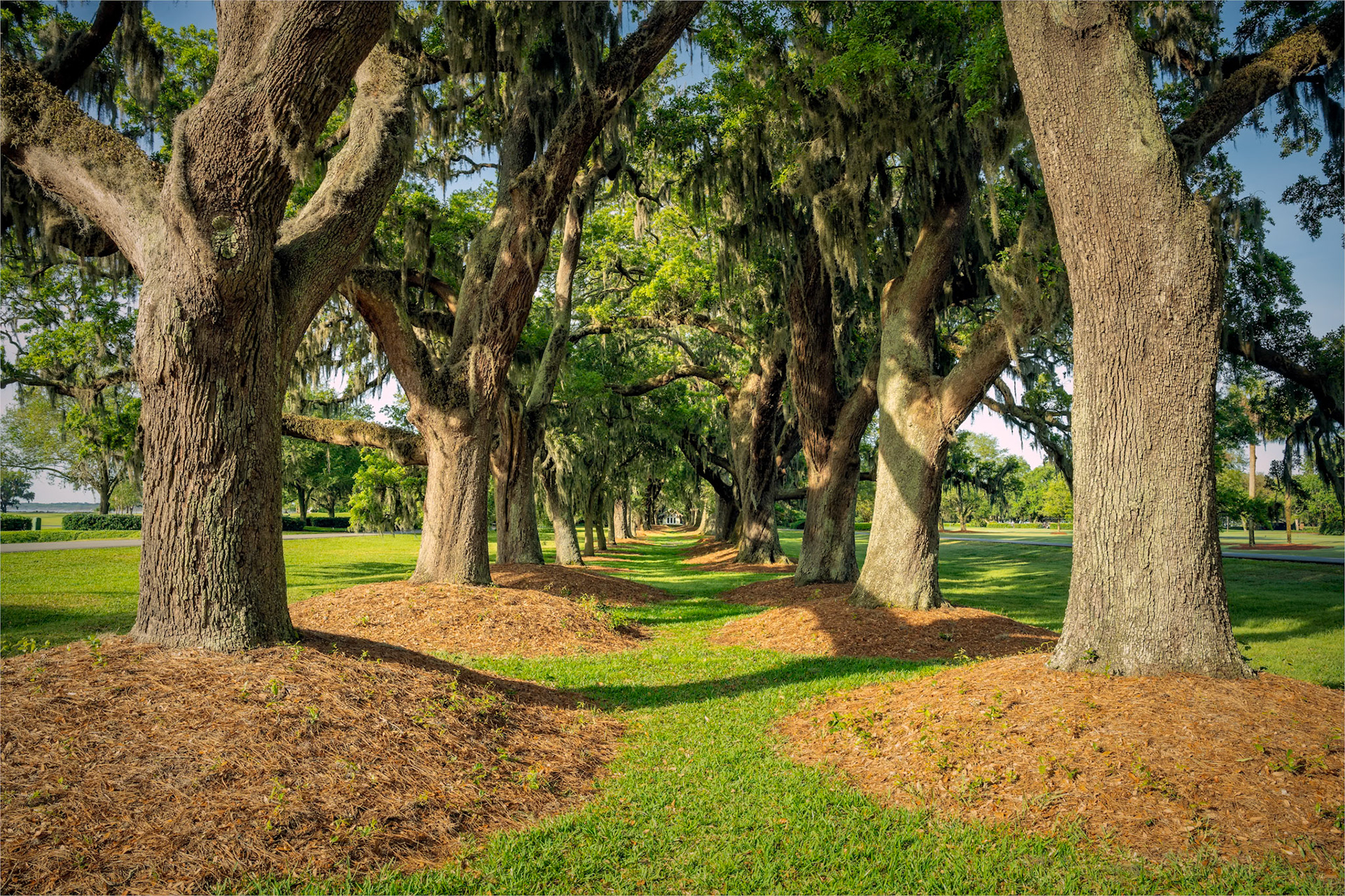 Avenue of the Oaks
