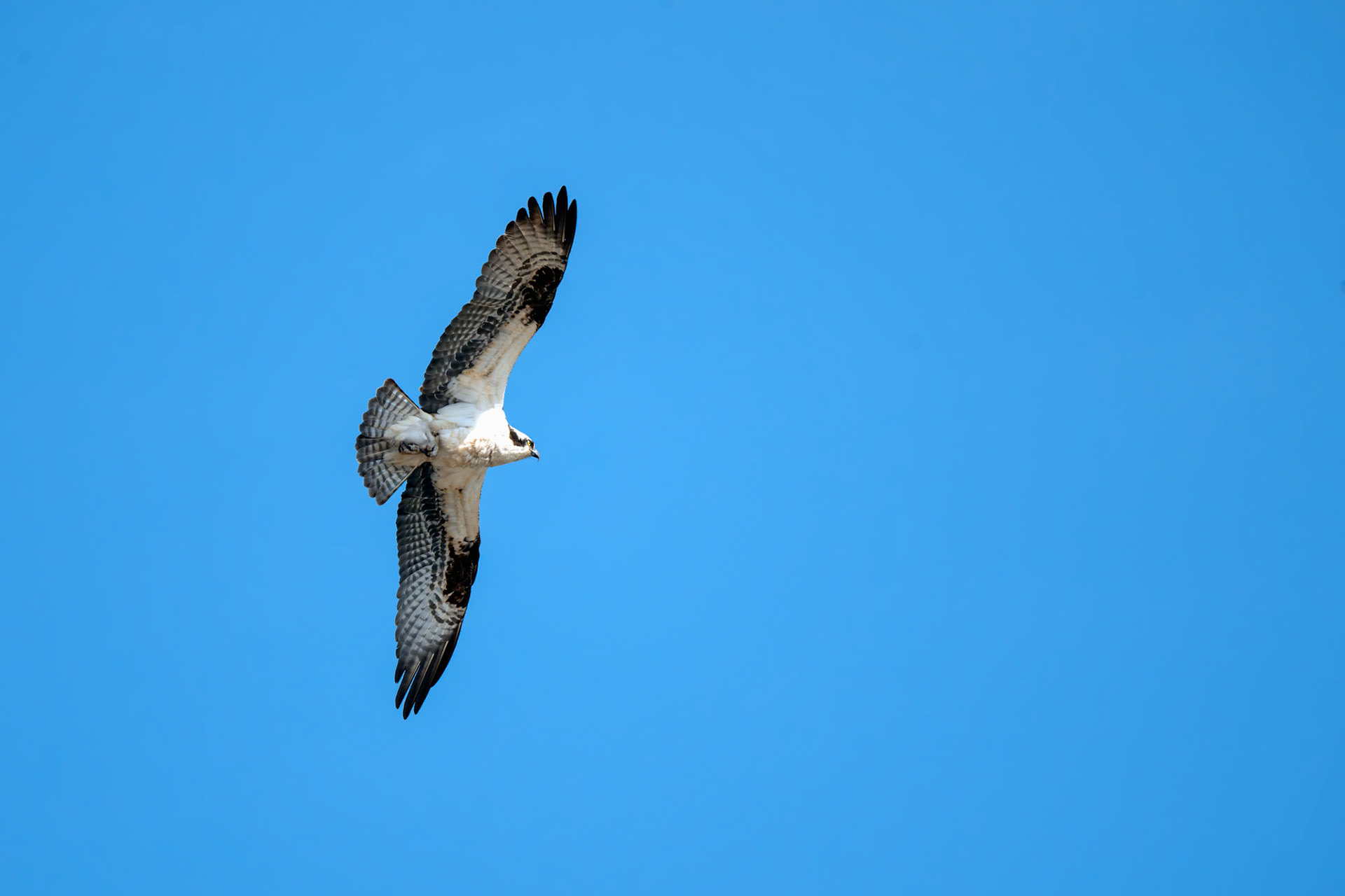 Osprey