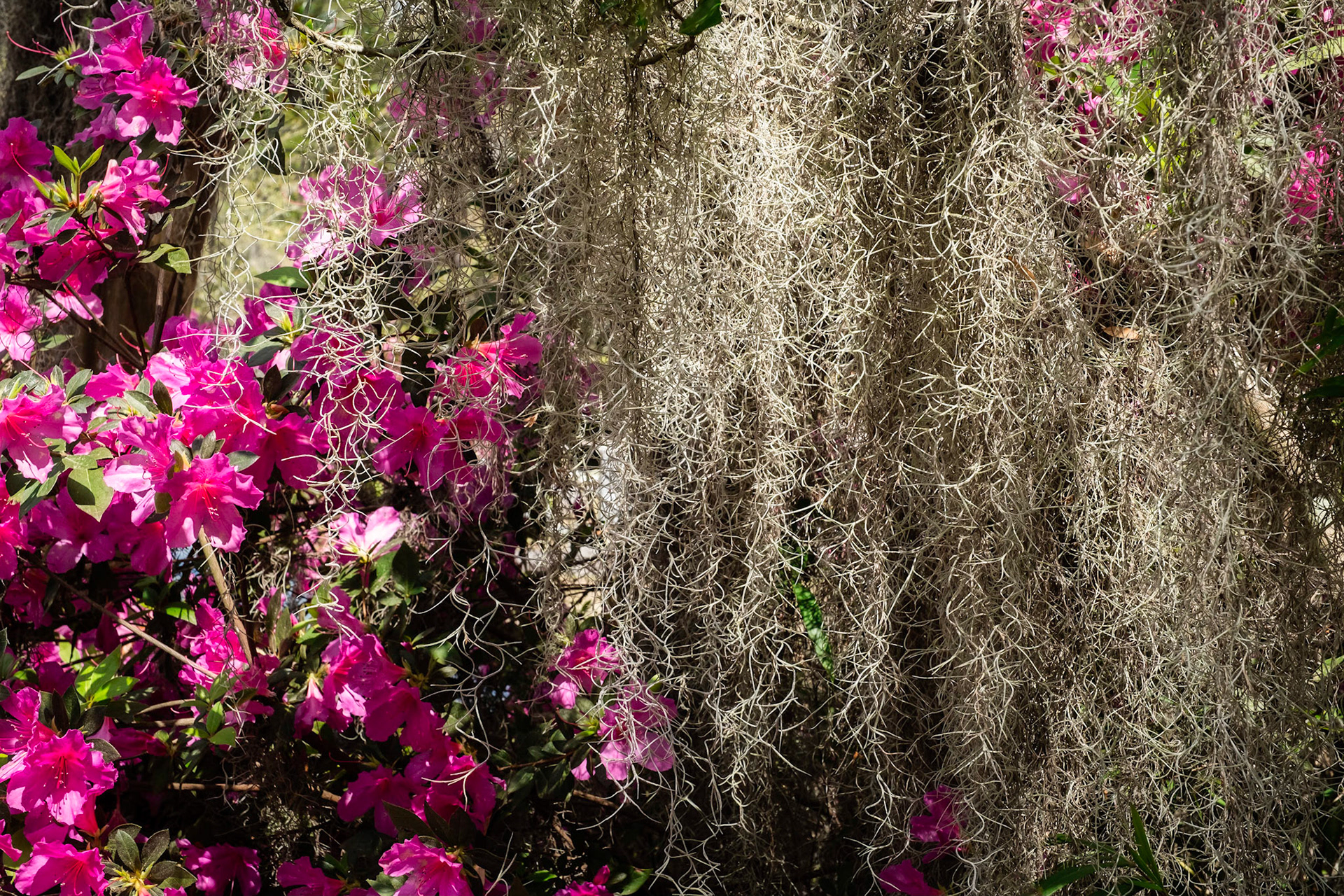Azaleas & Moss