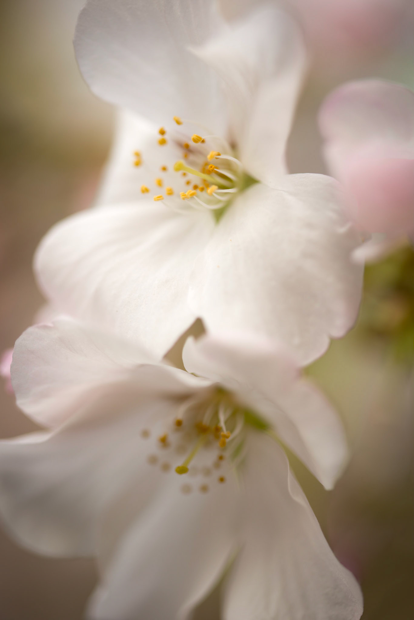Cherry Blossoms