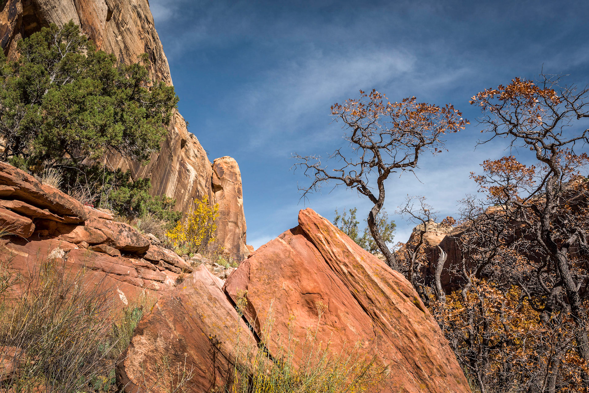Craggy Trees in Grand Staircase-Escalante