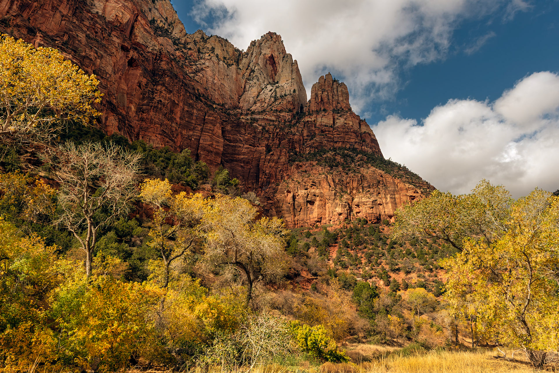 Colorful Fall in Zion NP