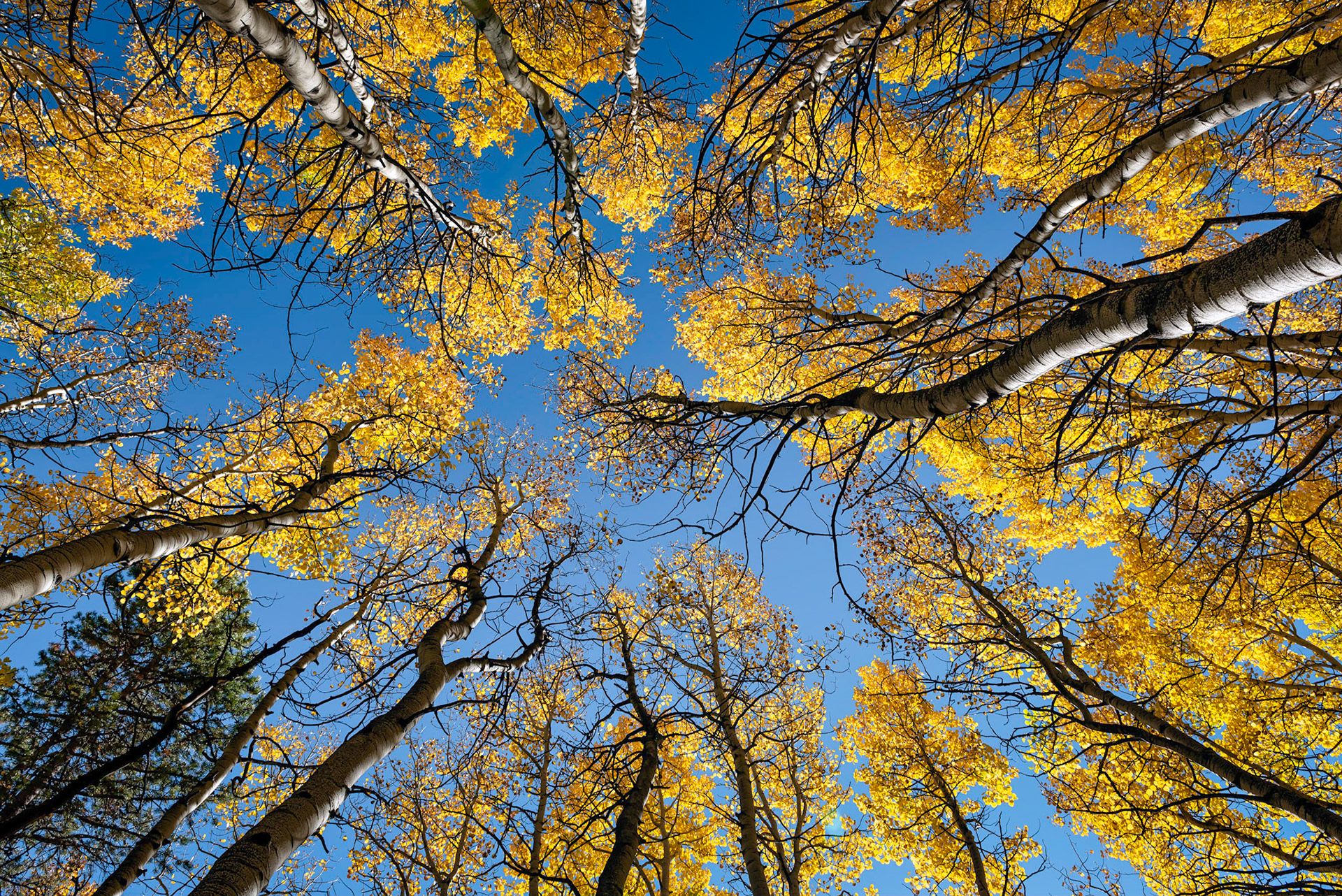 Golden Aspens Back View